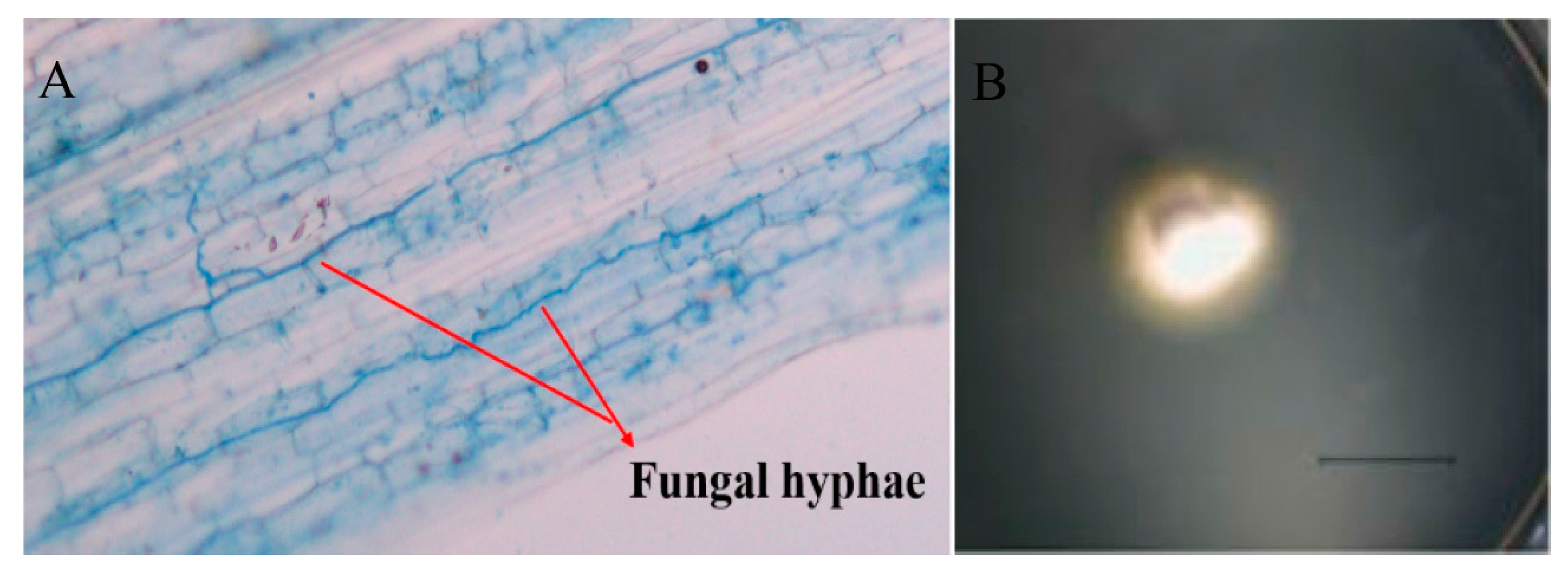 Microorganisms 08 00219 g001