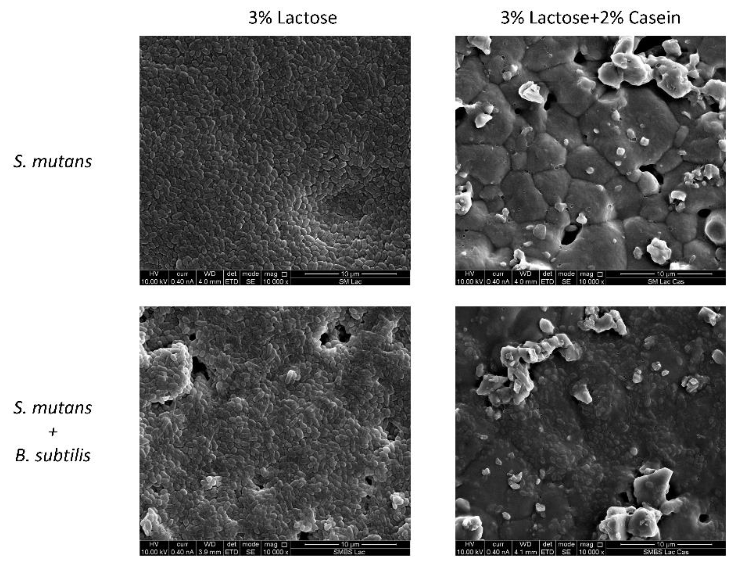 Microorganisms 08 00221 g004