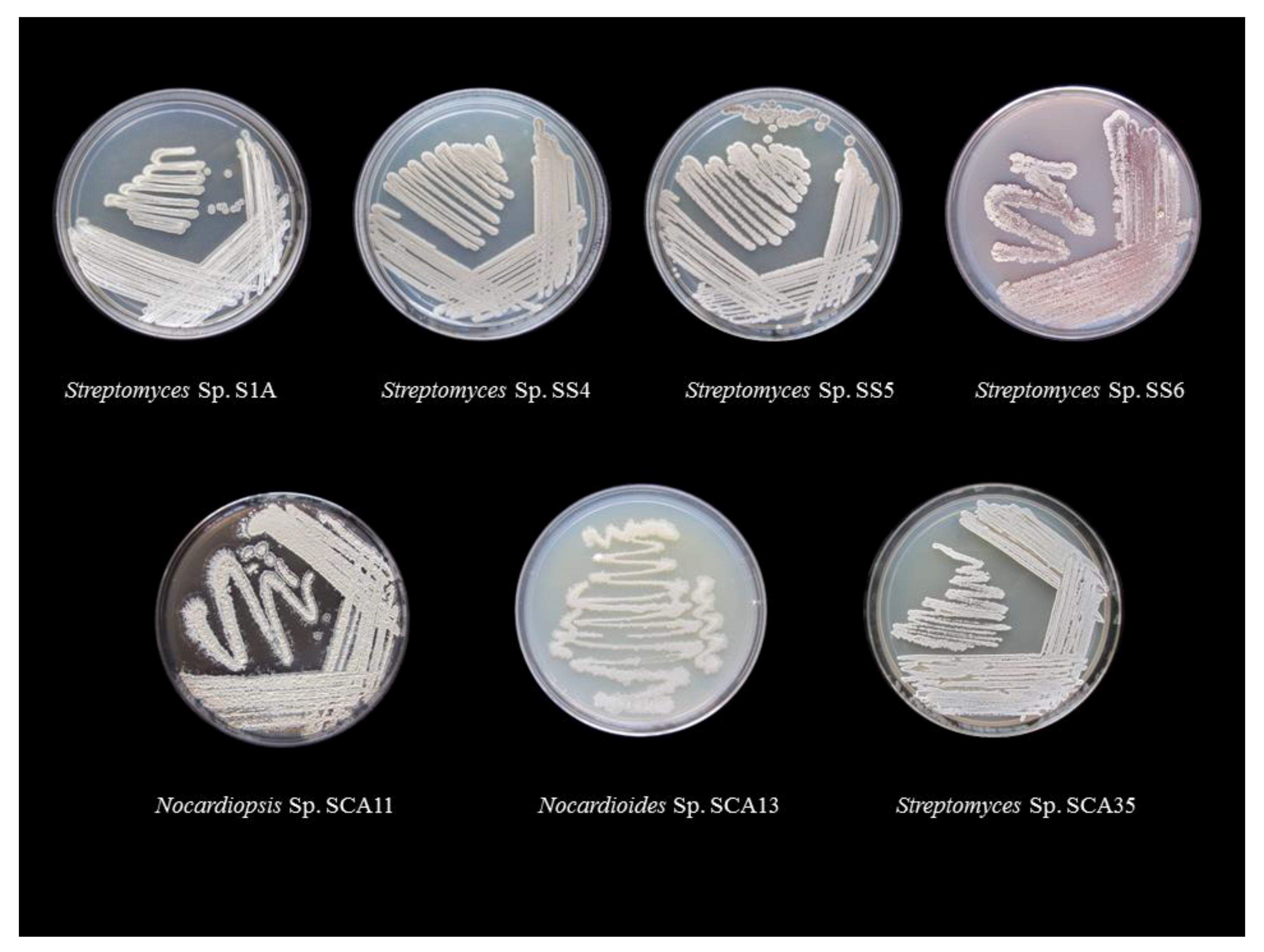 Microorganisms 08 00225 g001