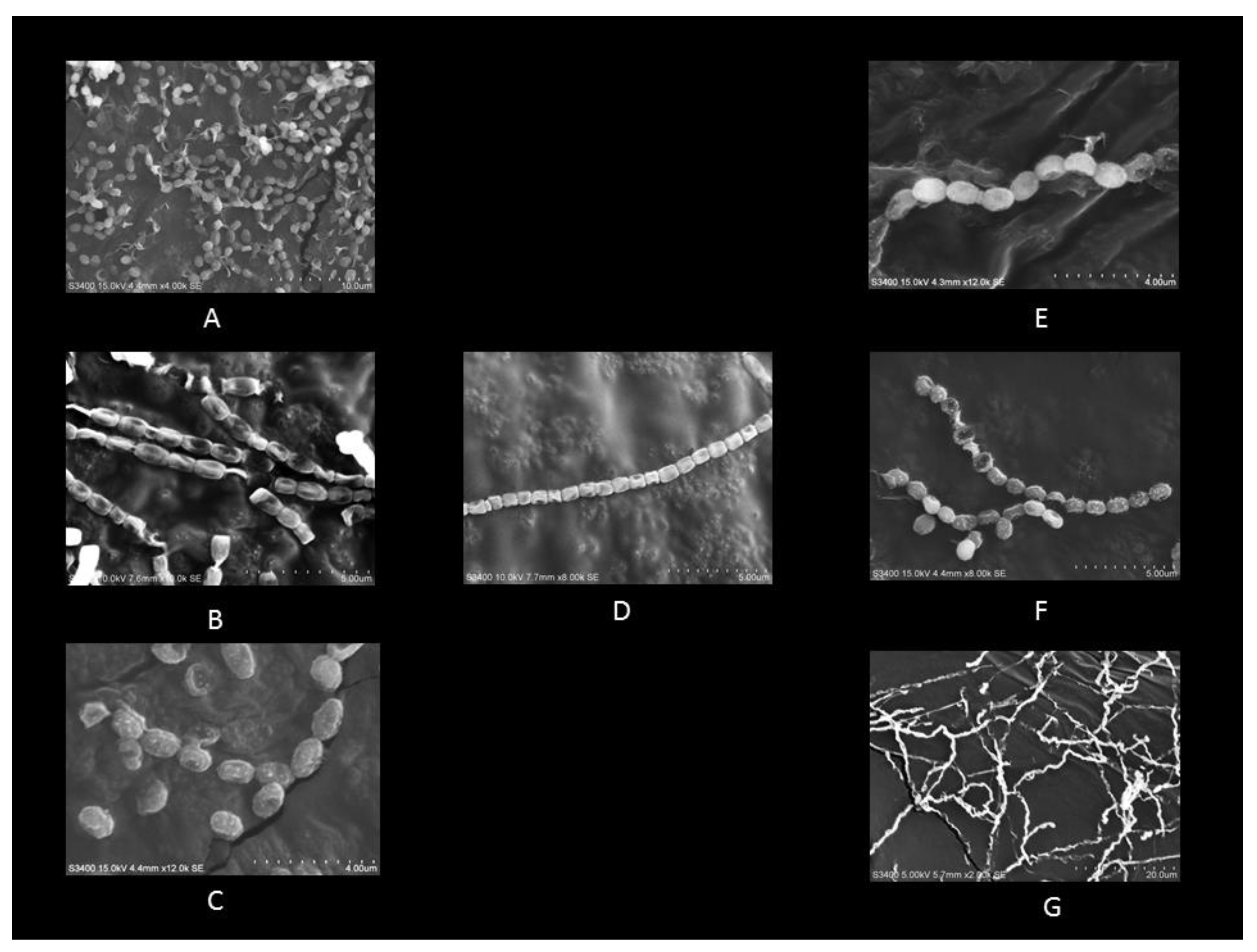 Microorganisms 08 00225 g002