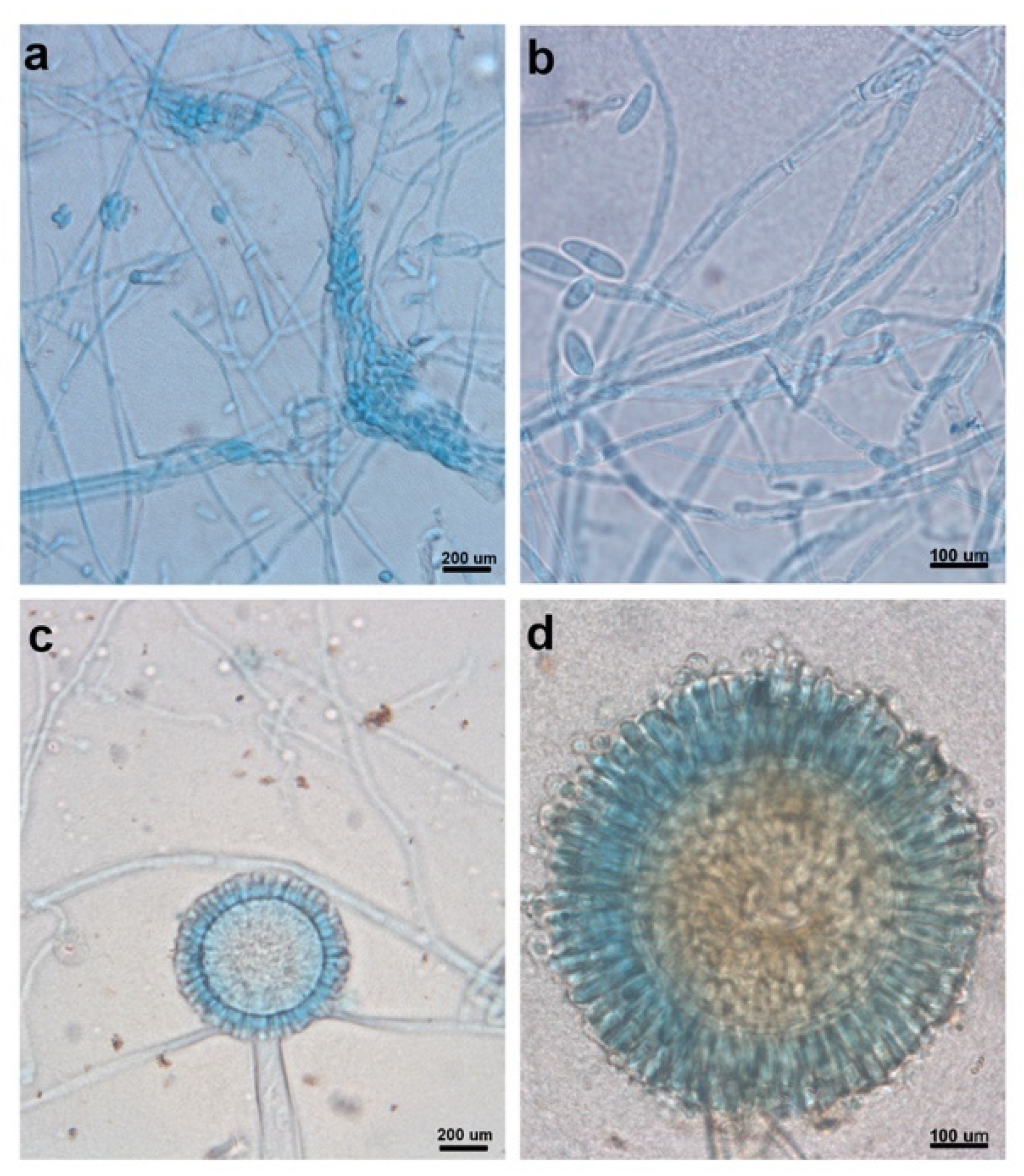 Microorganisms 08 00226 g001 Microorganisms 08 00226 g001