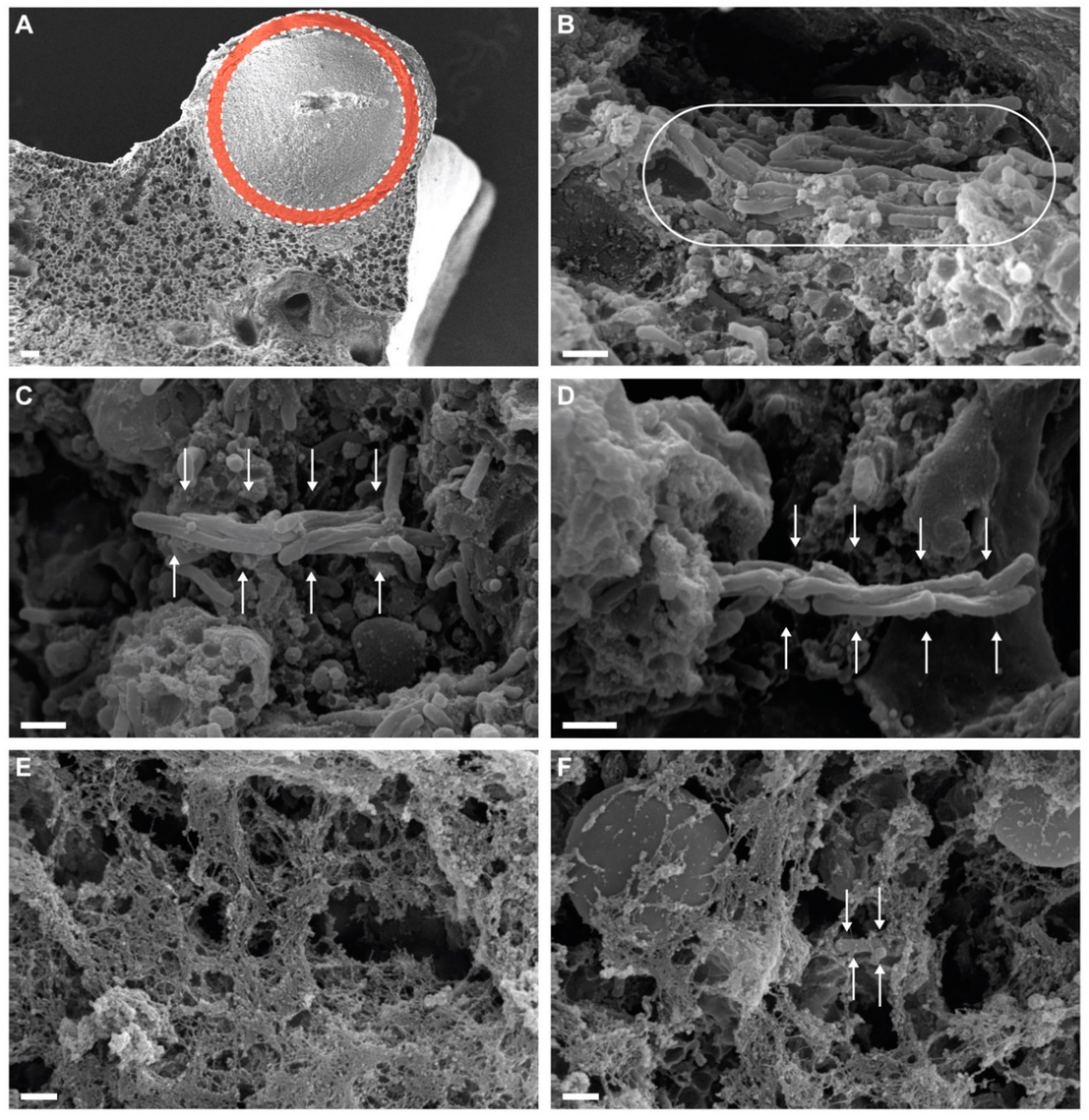 Microorganisms 08 00228 g002