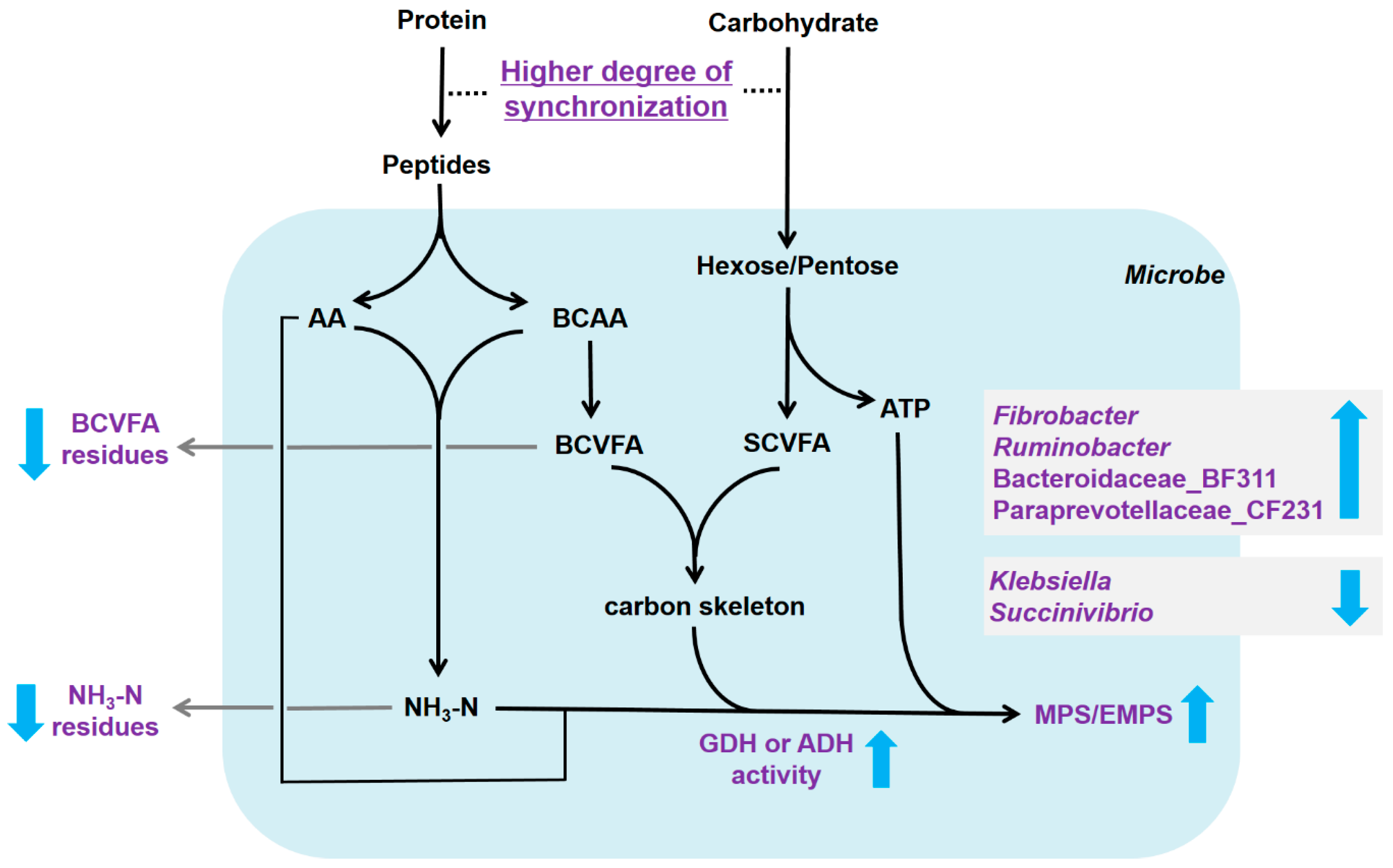 Microorganisms 08 00231 g009
