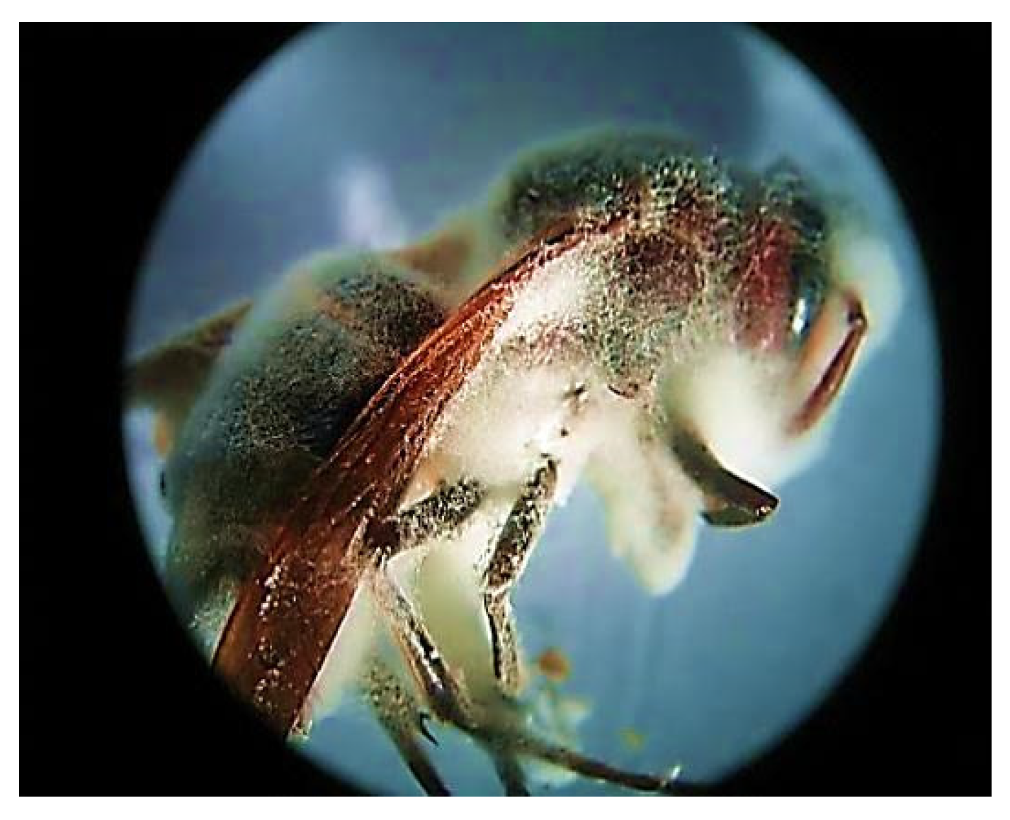 Microorganisms 08 00232 g001