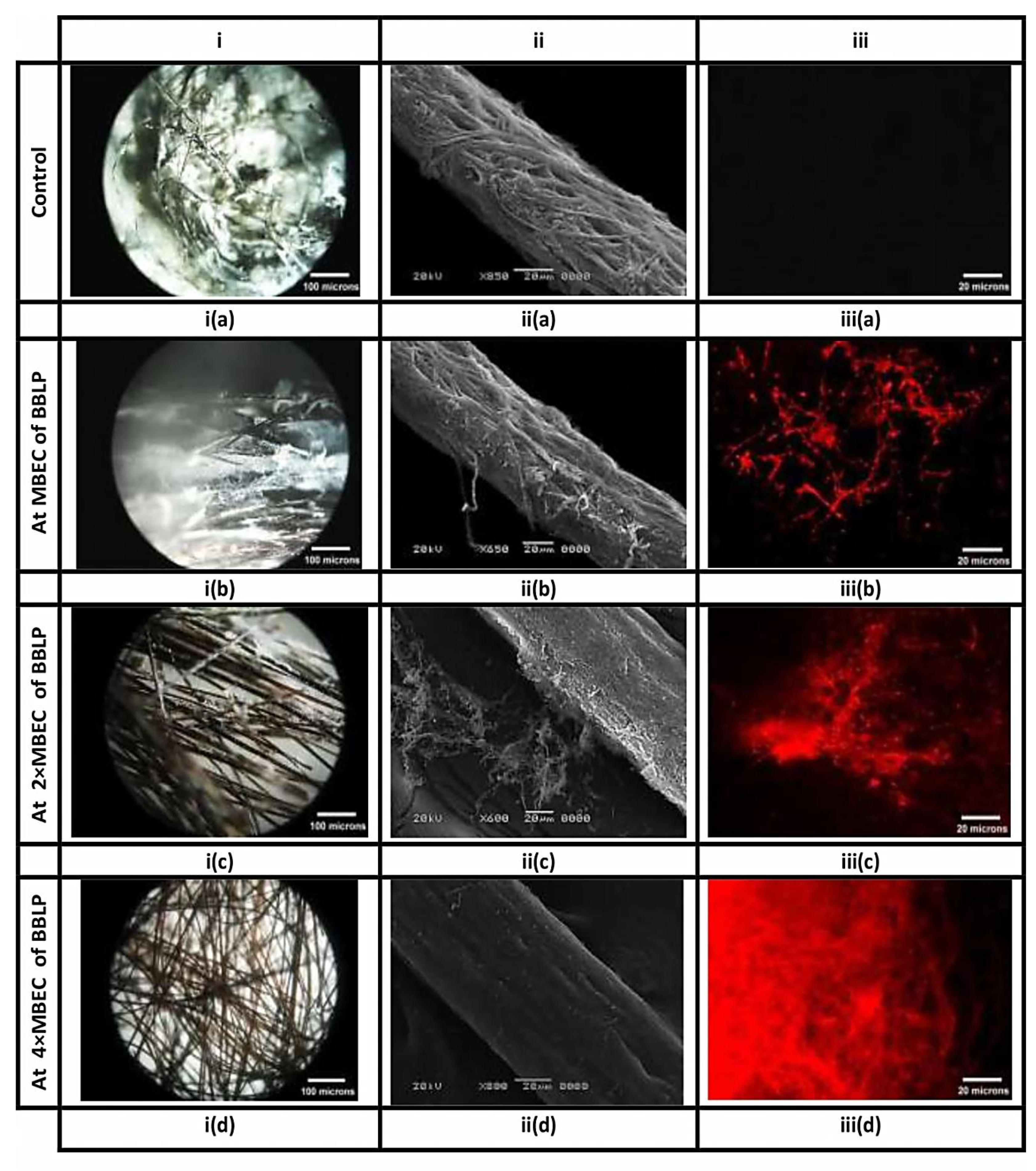 Microorganisms 08 00232 g006