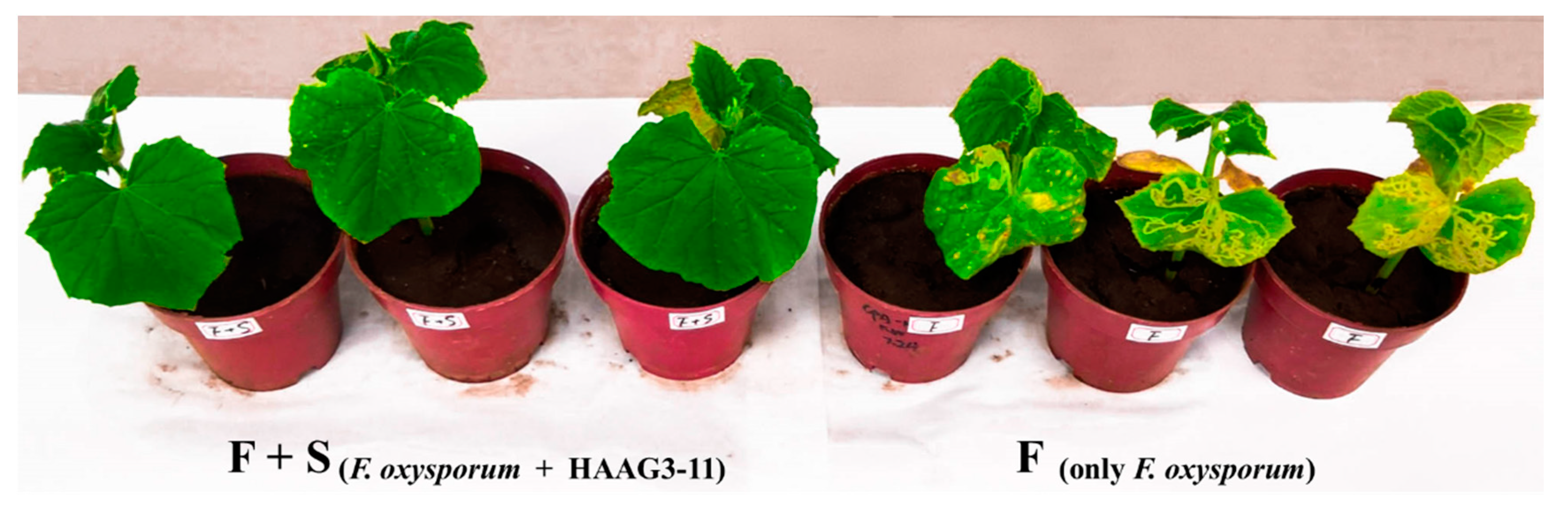 Microorganisms 08 00236 g008