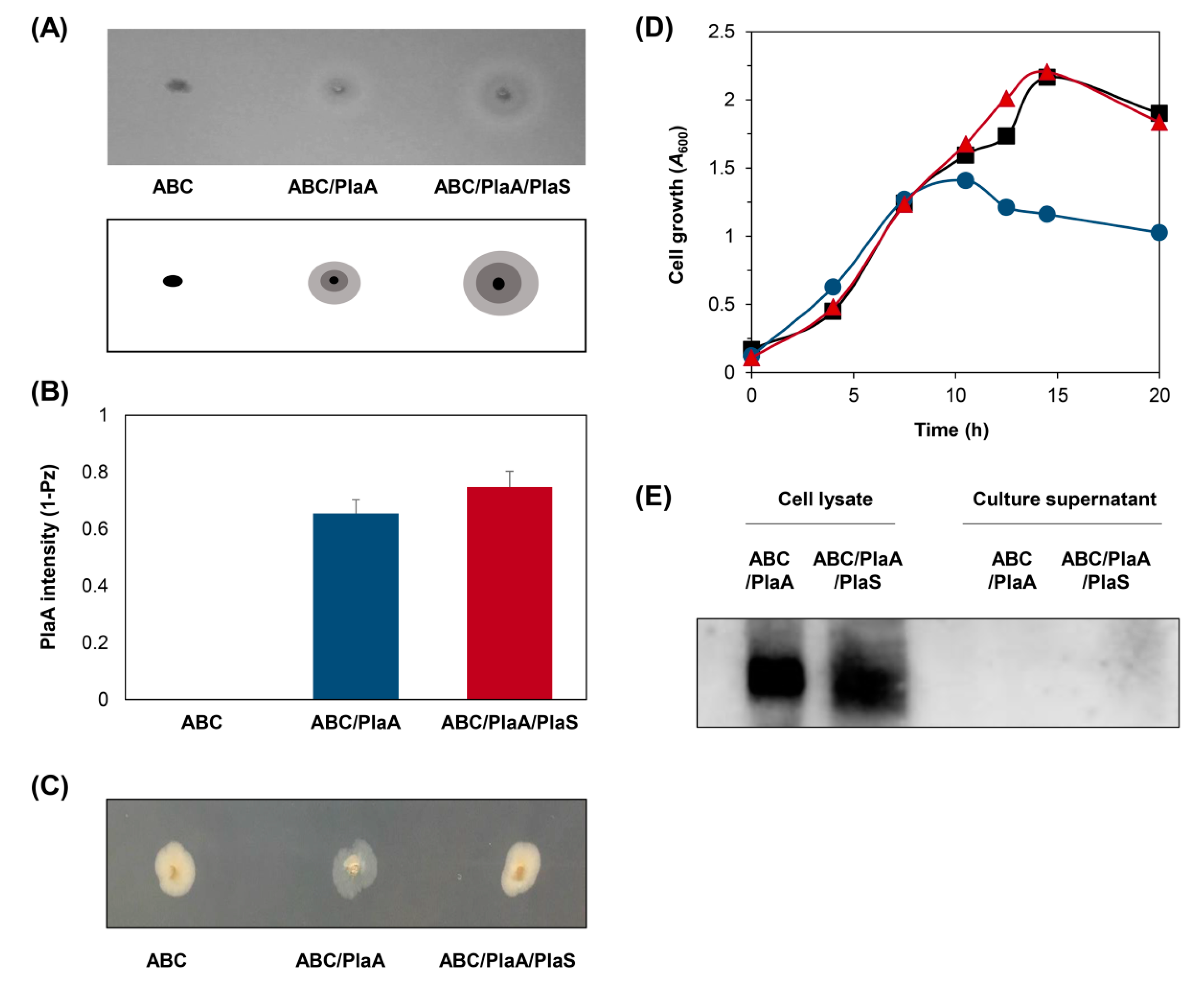 Microorganisms 08 00239 g002