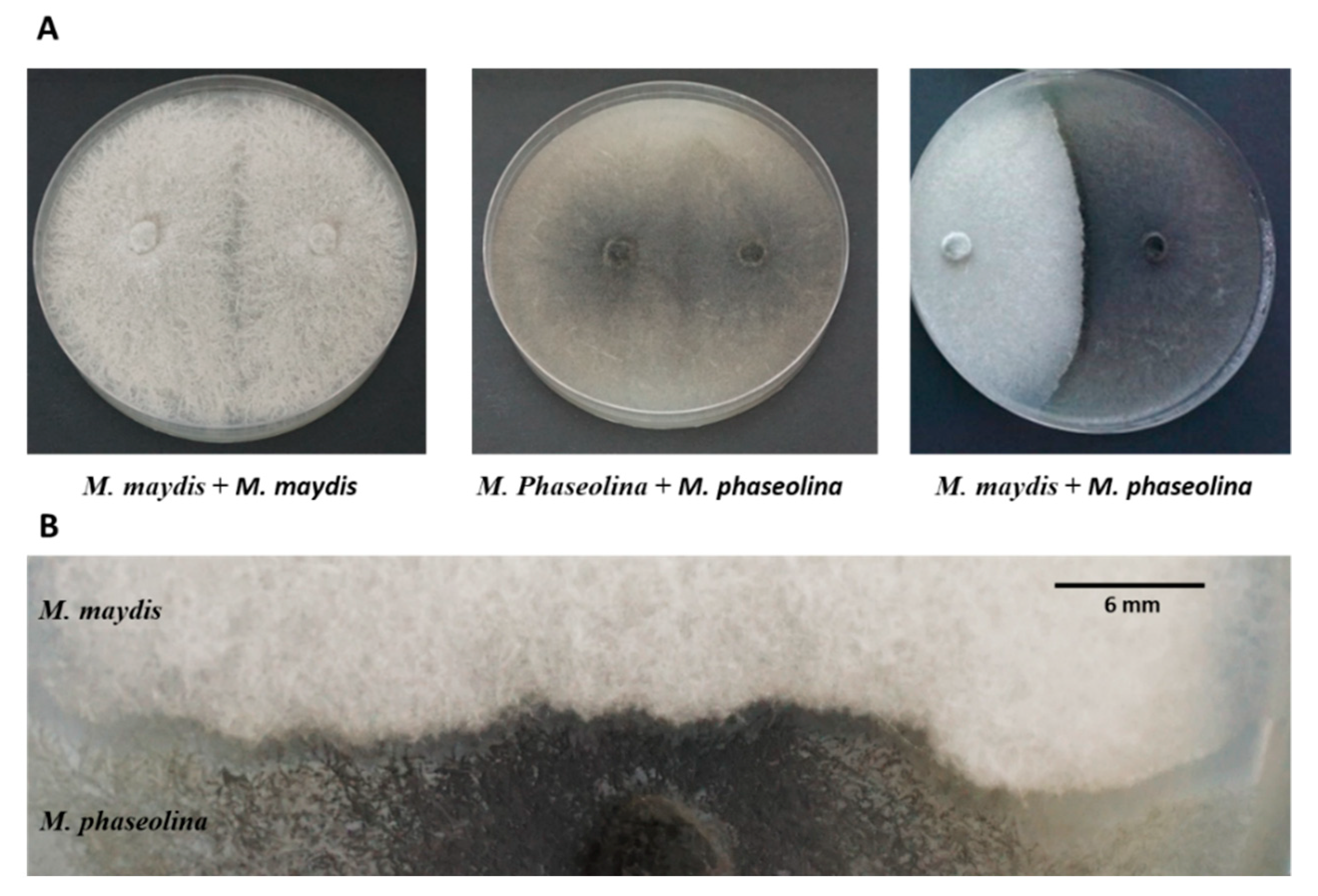 Microorganisms 08 00249 g001