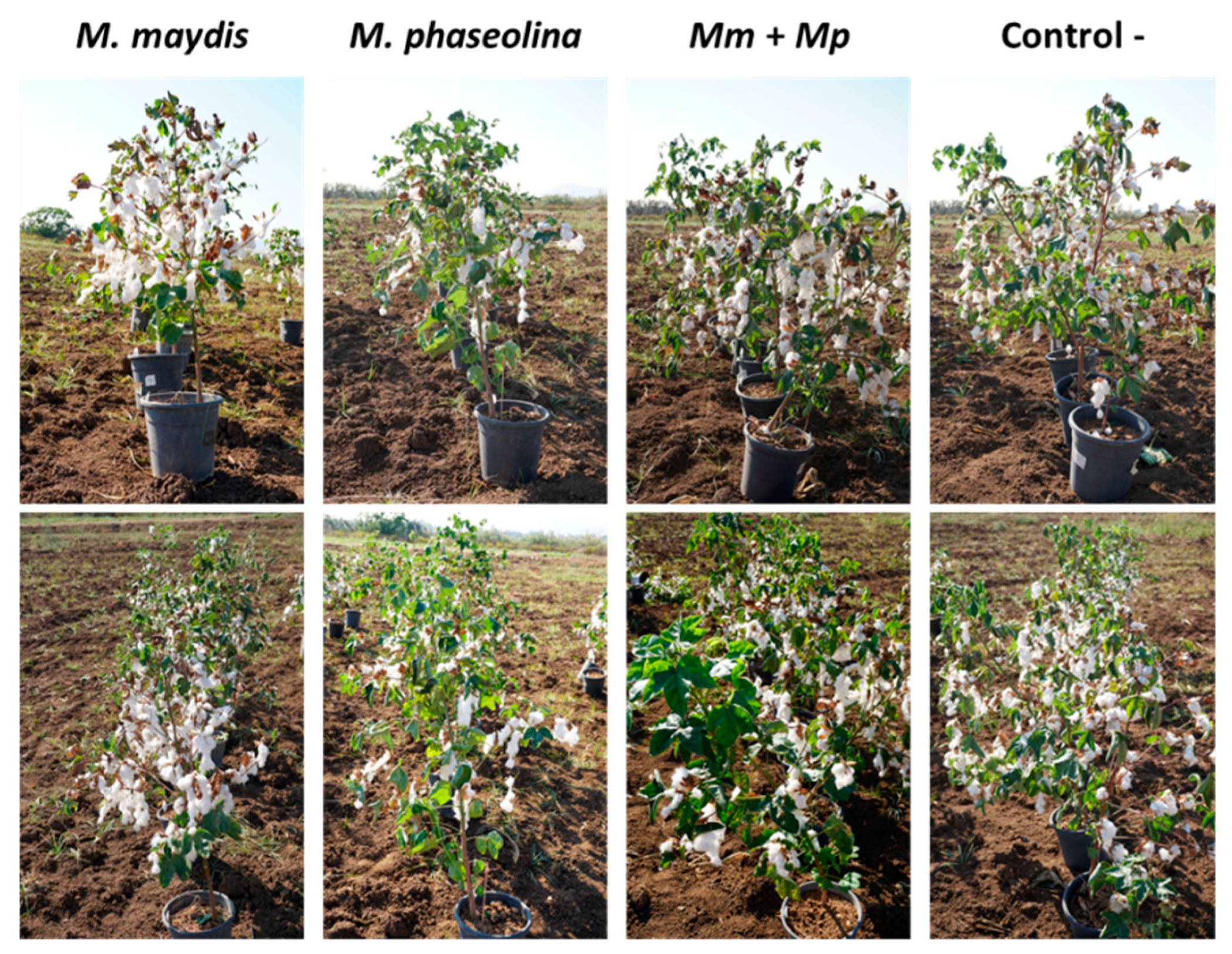 Microorganisms 08 00249 g010