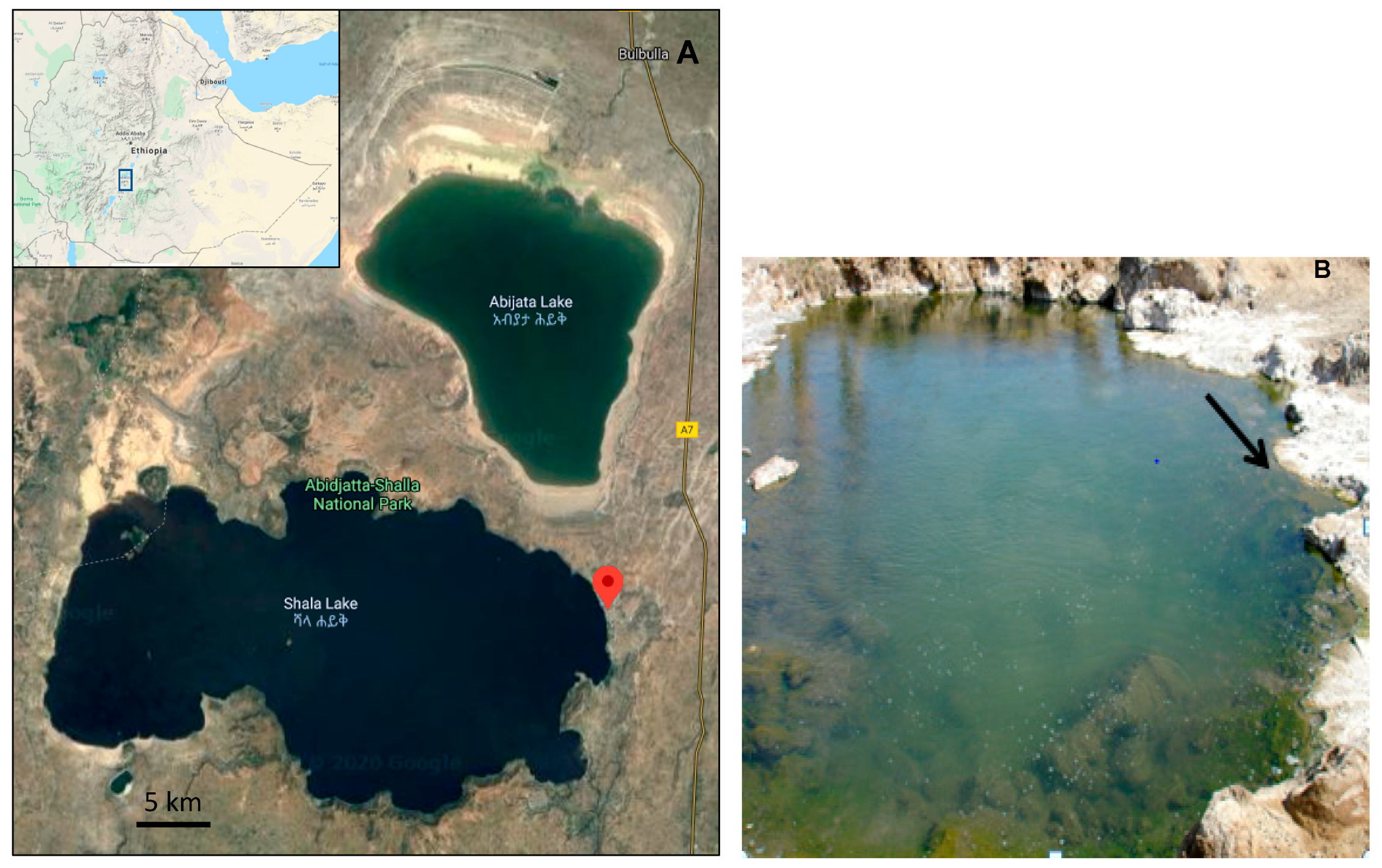 Microorganisms 08 00250 g001