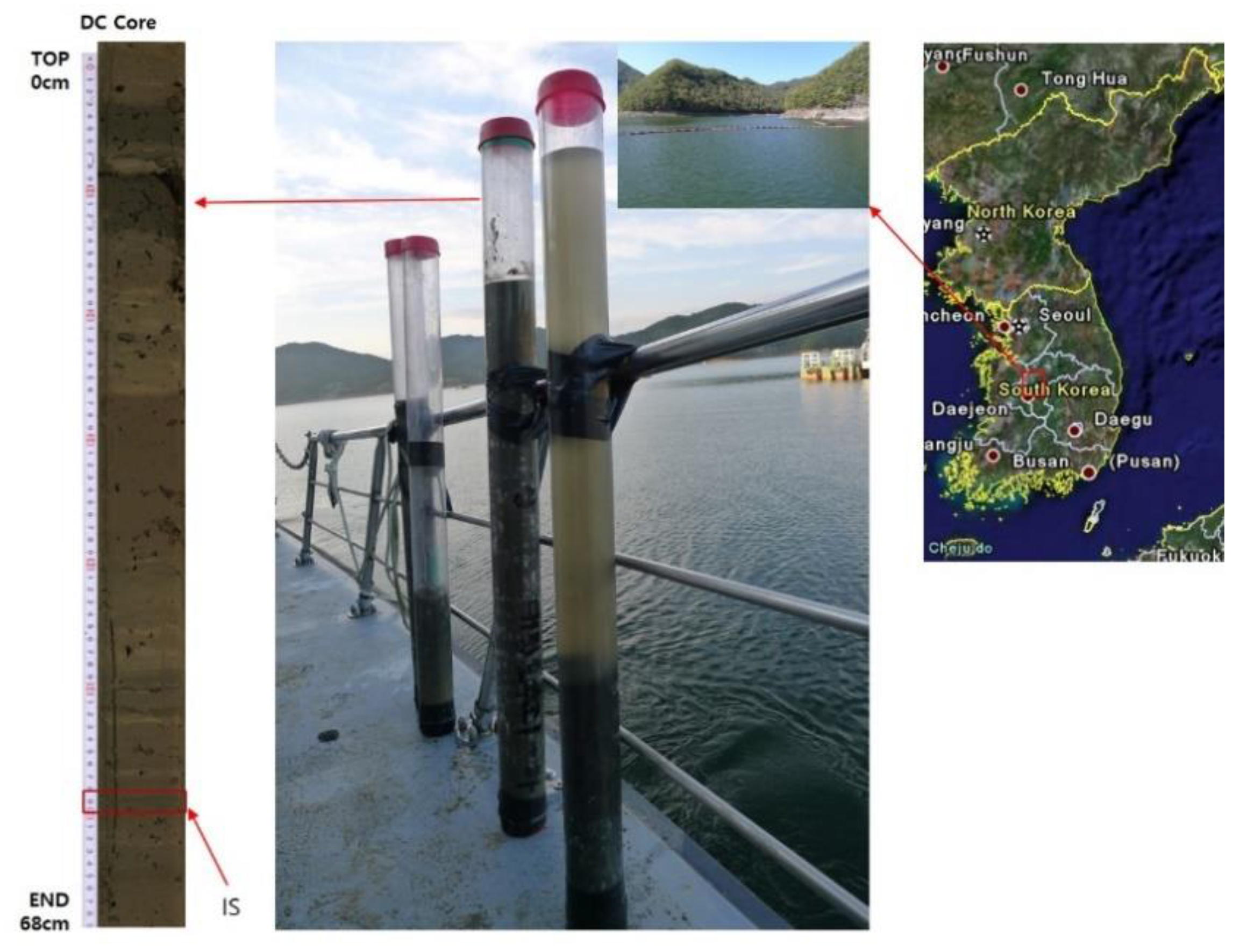 Microorganisms 08 00262 g001