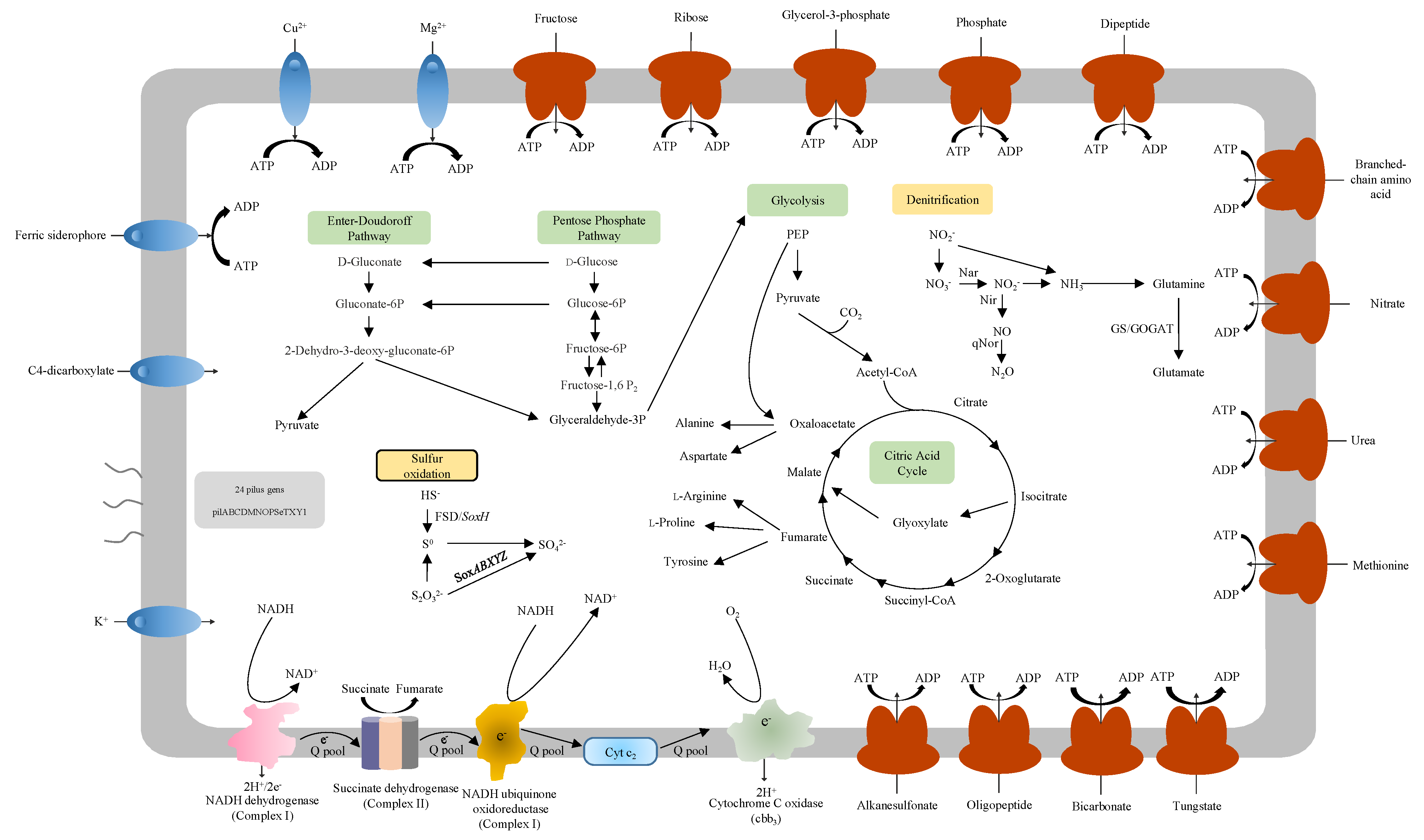 Microorganisms 08 00262 g004