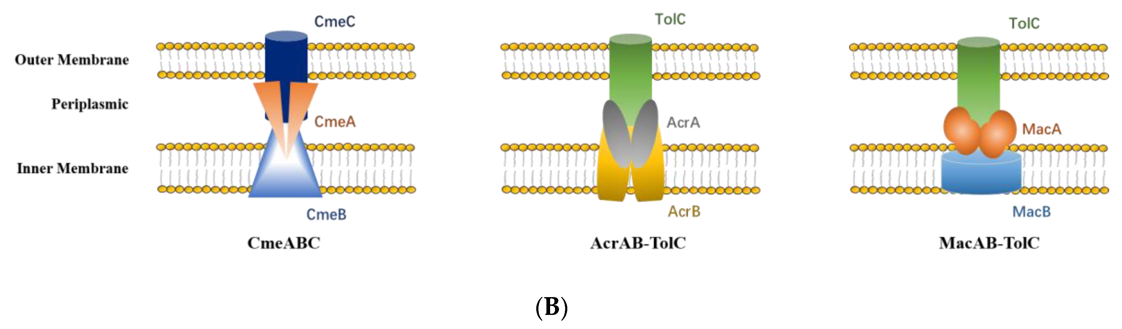 Microorganisms 08 00262 g007b