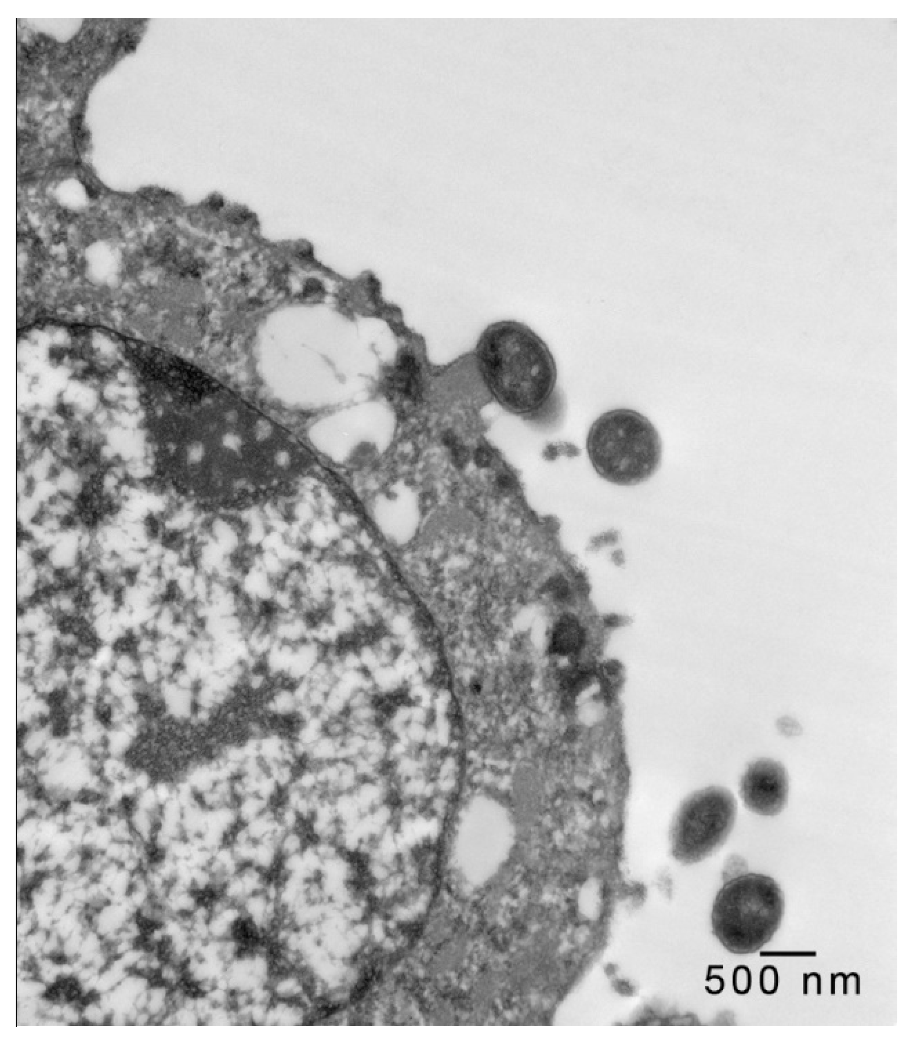Microorganisms 08 00263 g002 Microorganisms 08 00263 g002