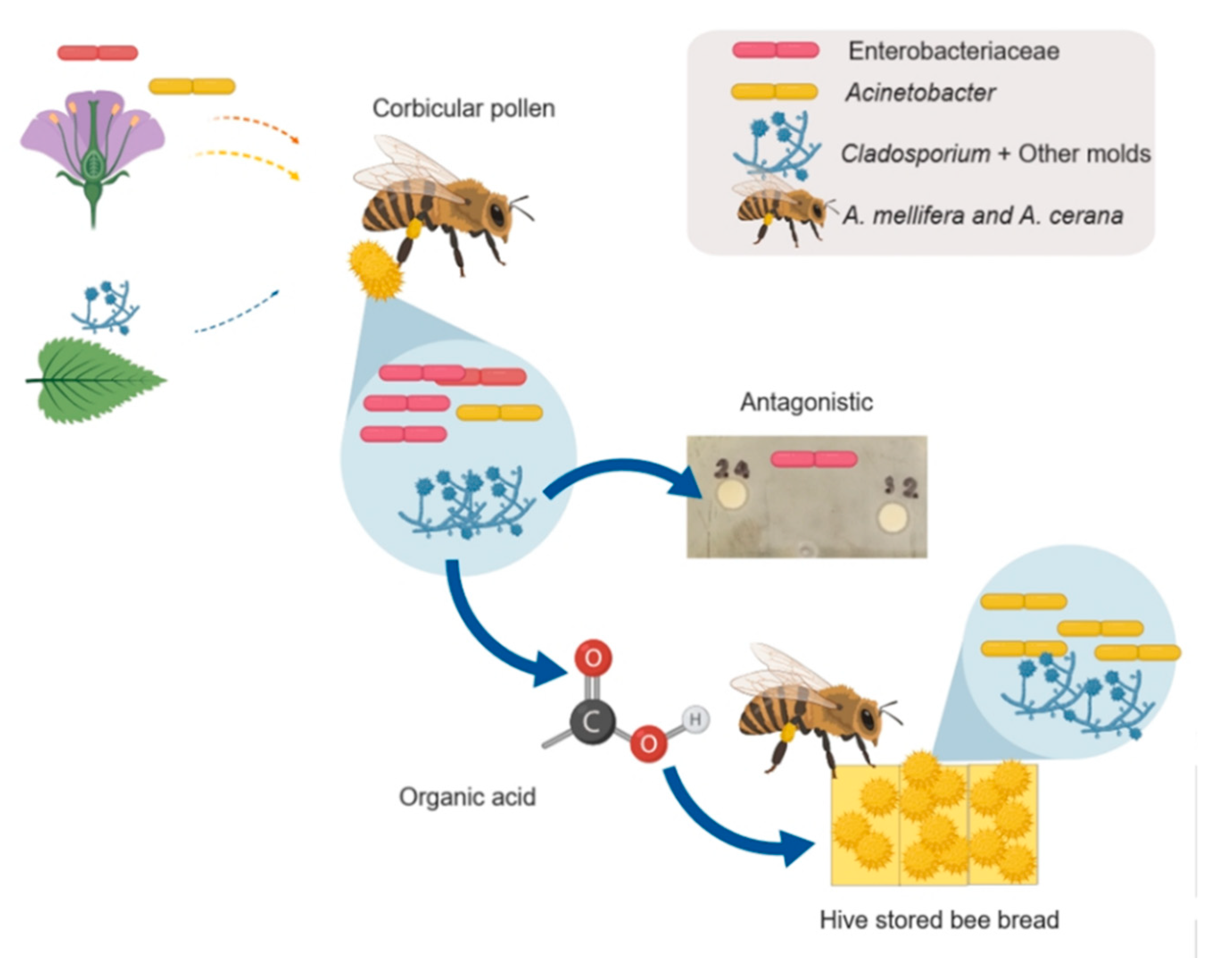 Microorganisms 08 00264 g005