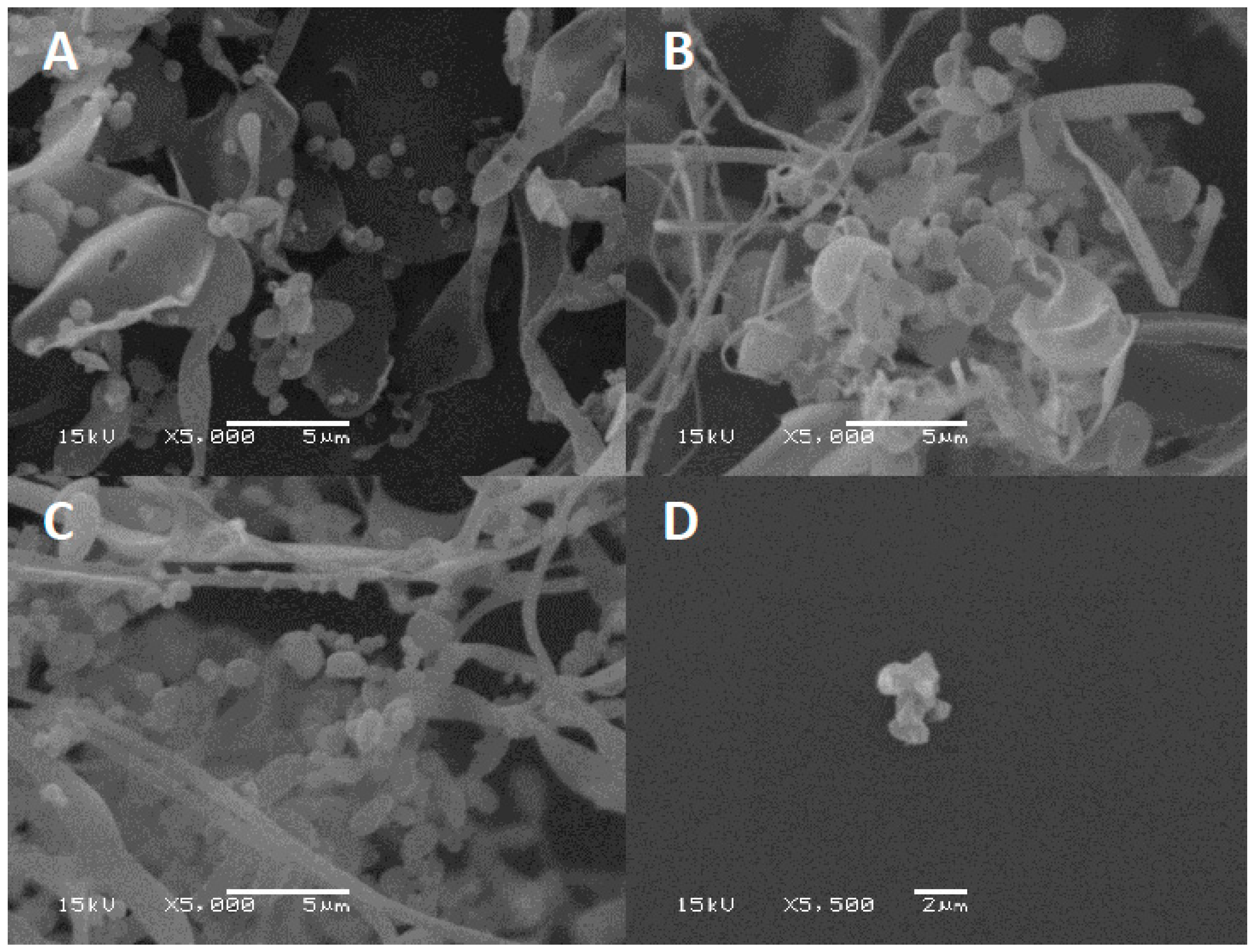 Microorganisms 08 00282 g006
