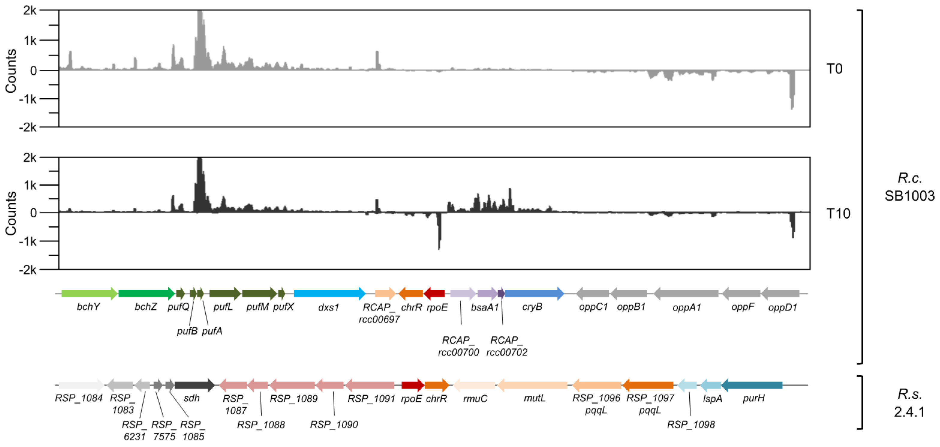 Microorganisms 08 00283 g004