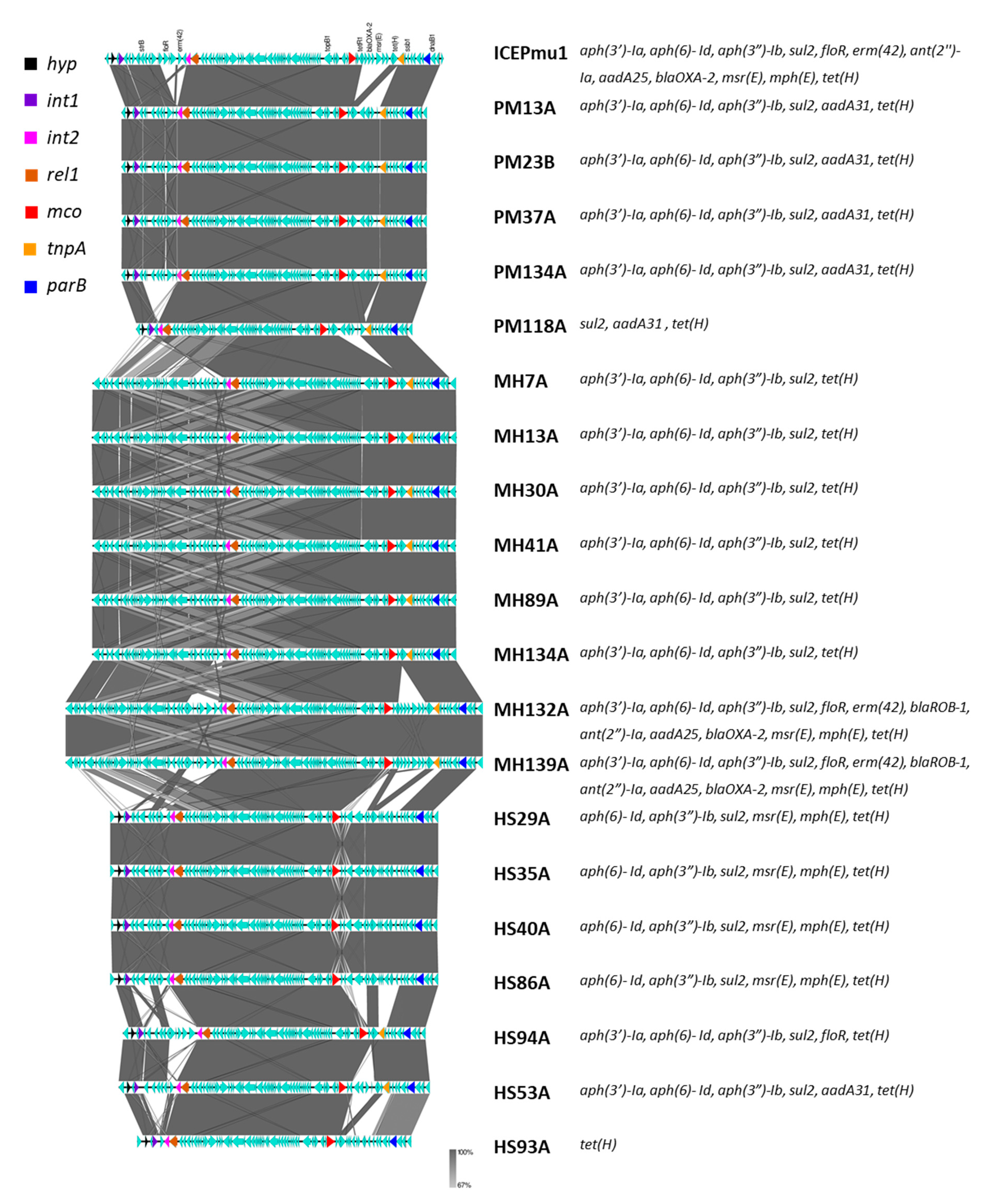 Microorganisms 08 00288 g001