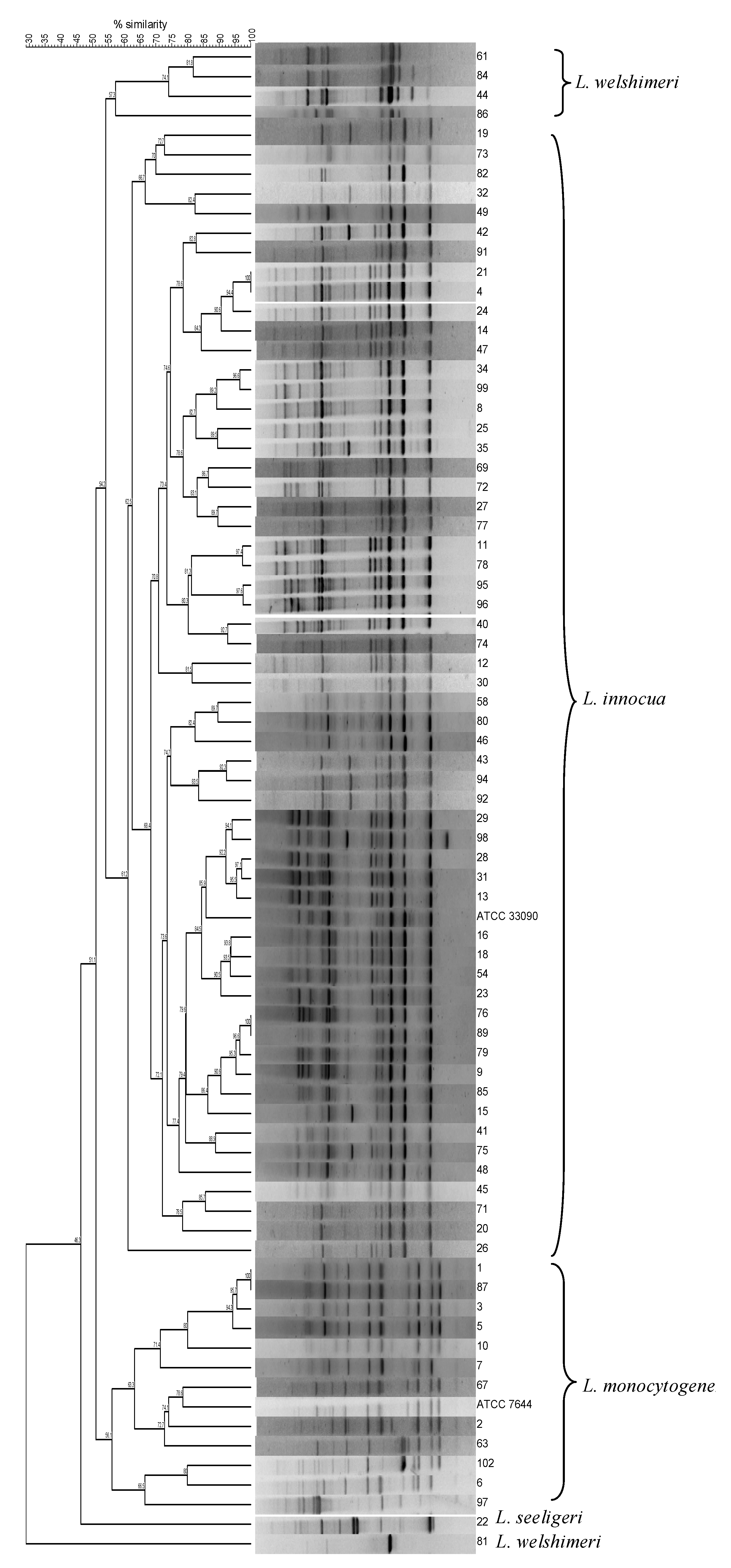 Microorganisms 08 00294 g001