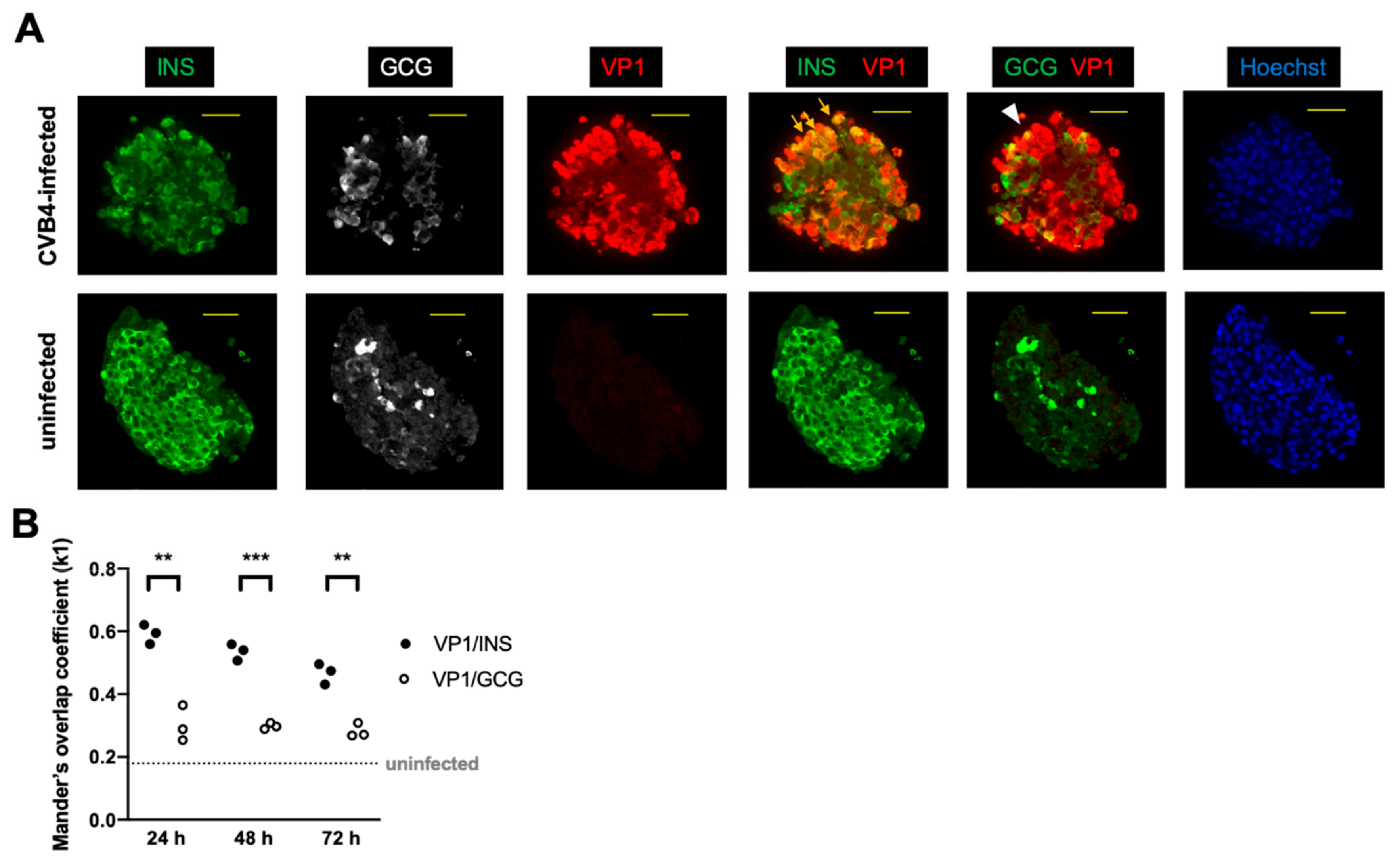 Microorganisms 08 00295 g001
