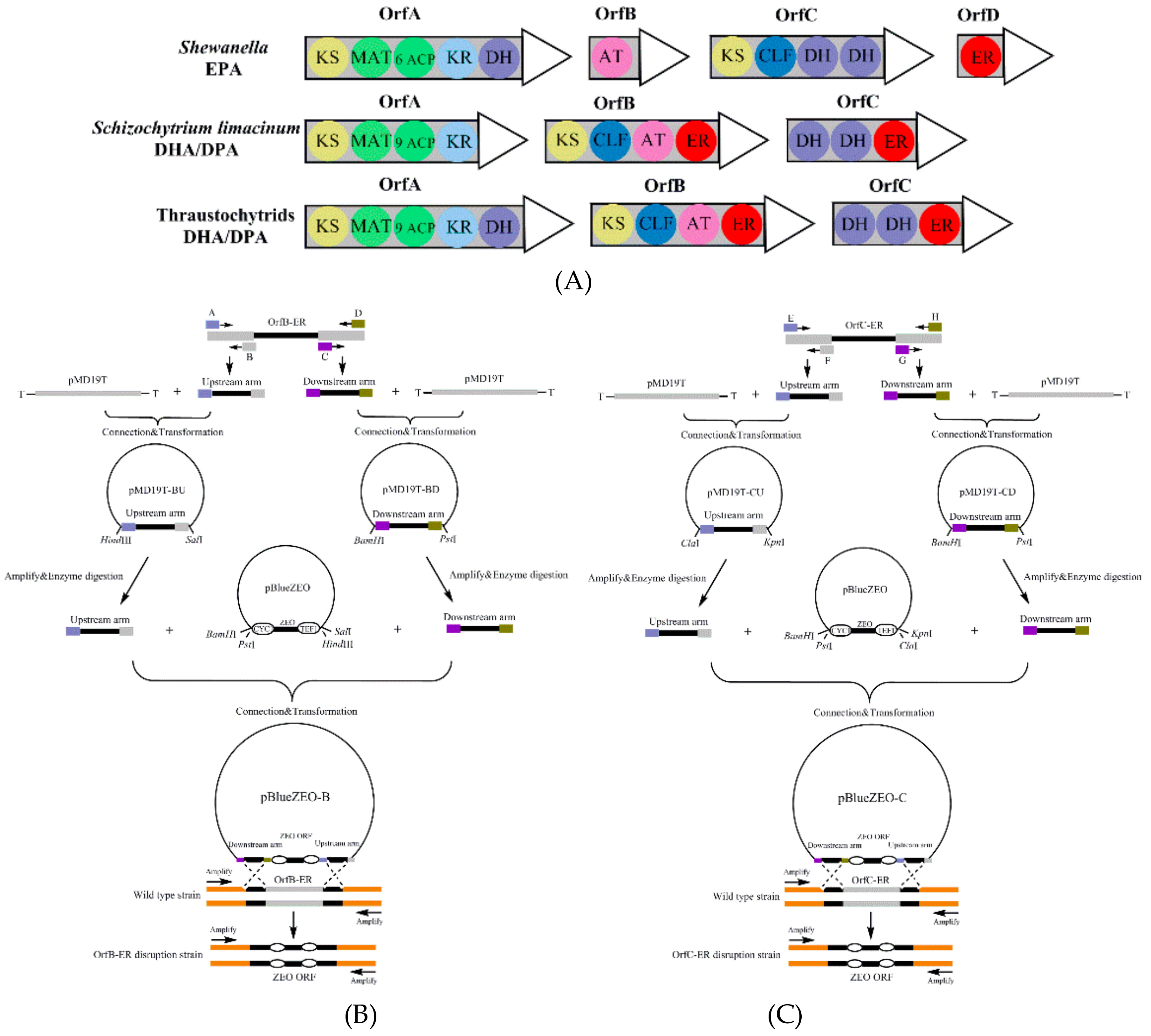Microorganisms 08 00300 g001