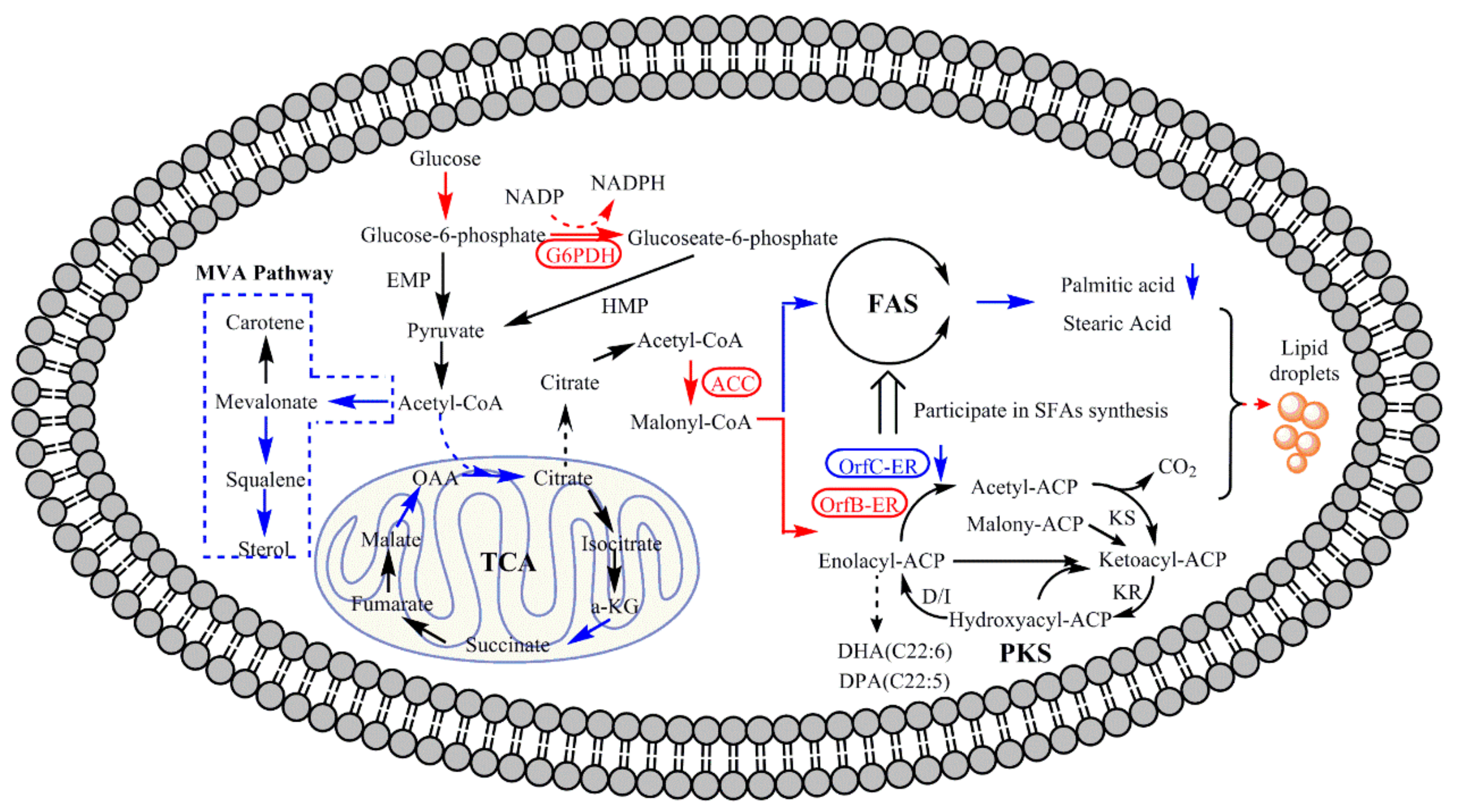 Microorganisms 08 00300 g008