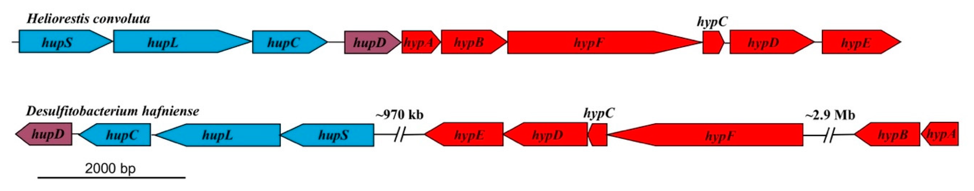 Microorganisms 08 00313 g004