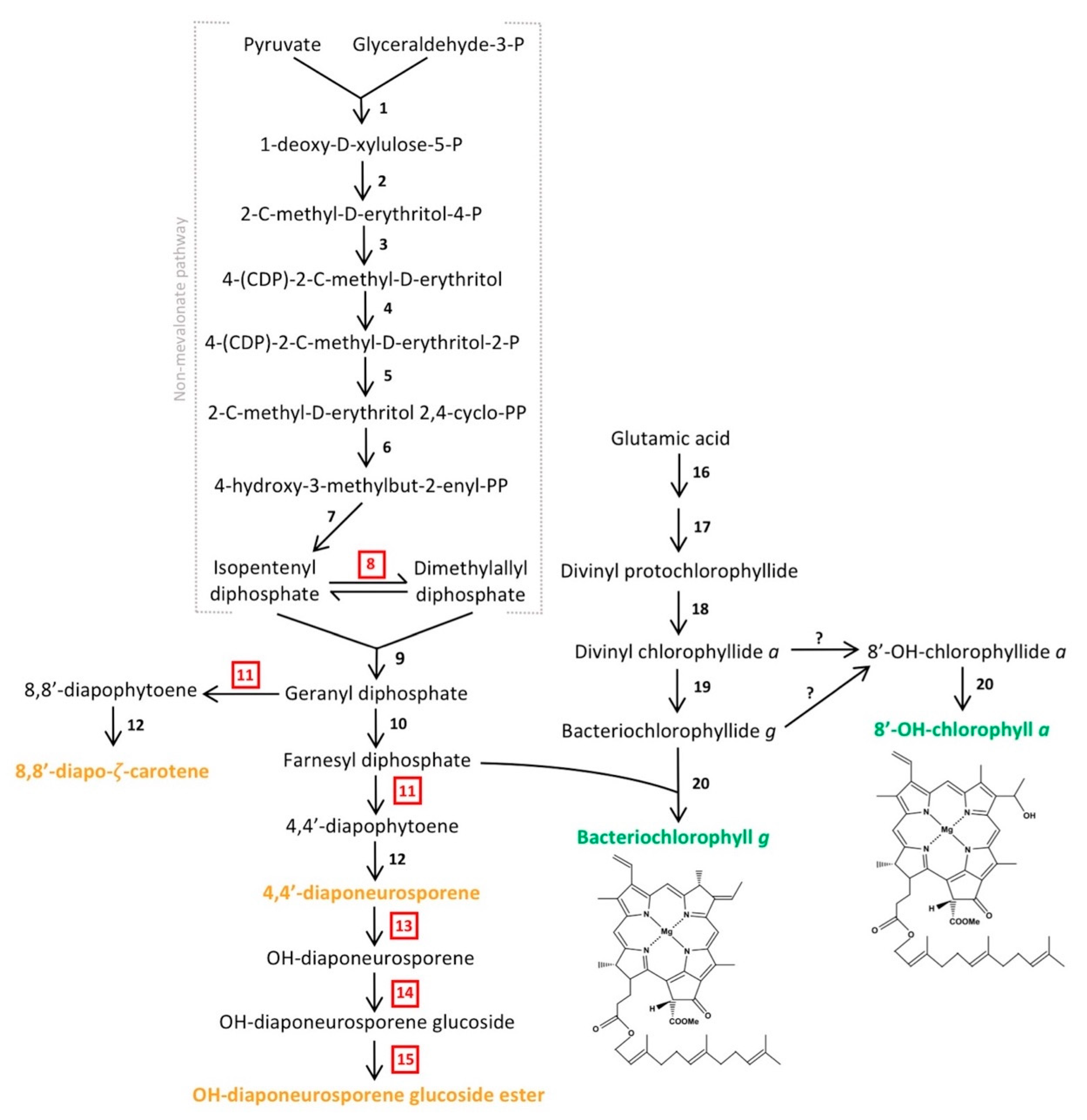 Microorganisms 08 00313 g005