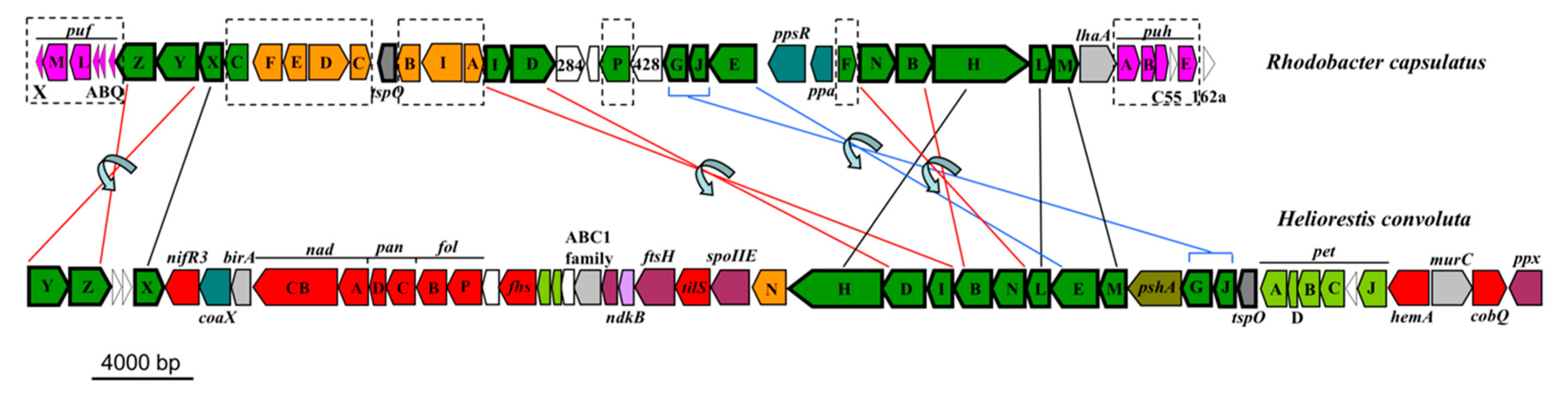 Microorganisms 08 00313 g006