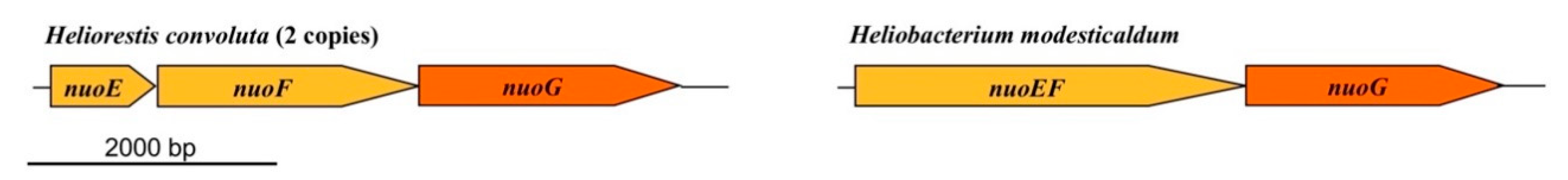 Microorganisms 08 00313 g007