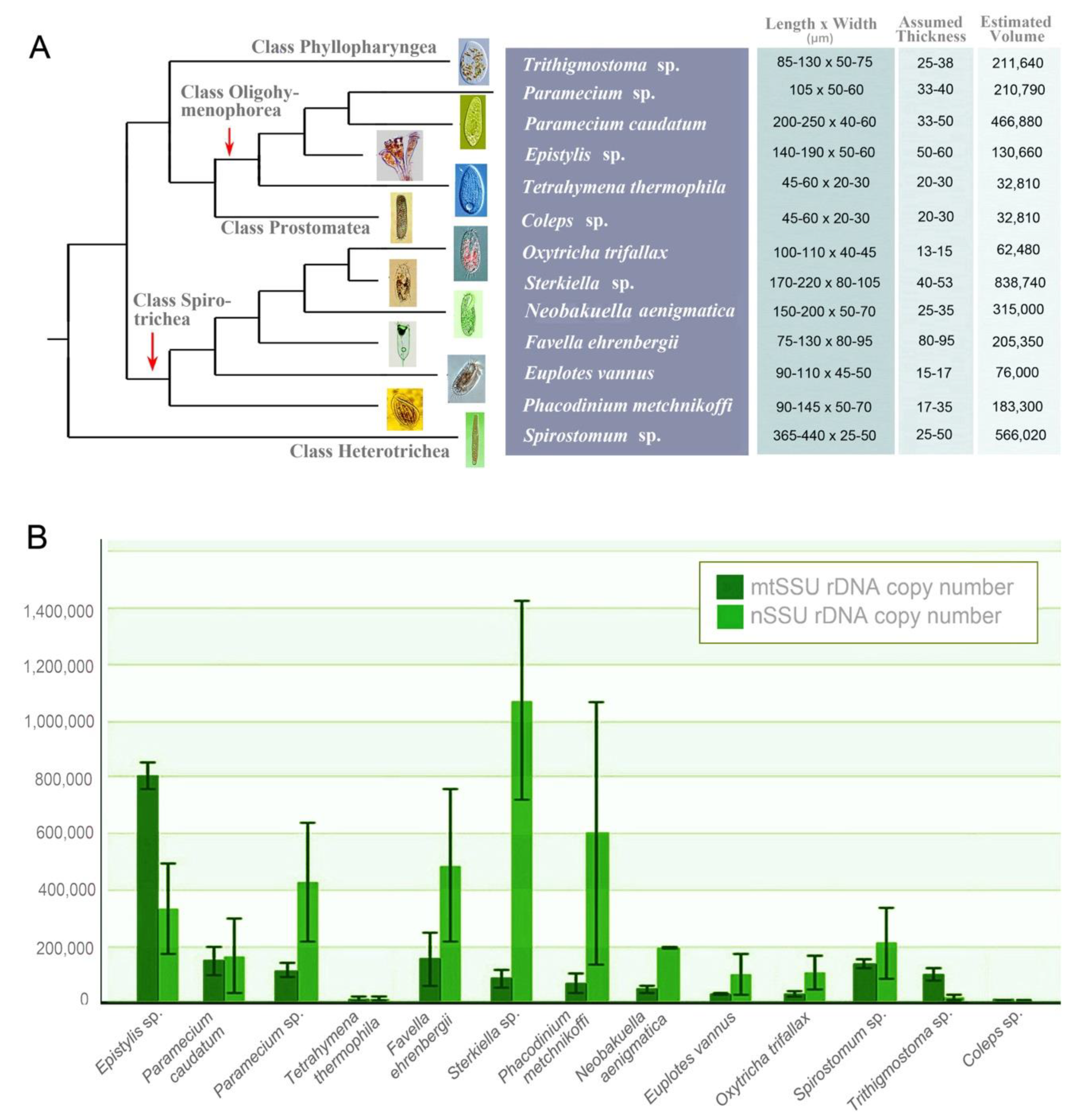 Microorganisms 08 00316 g001