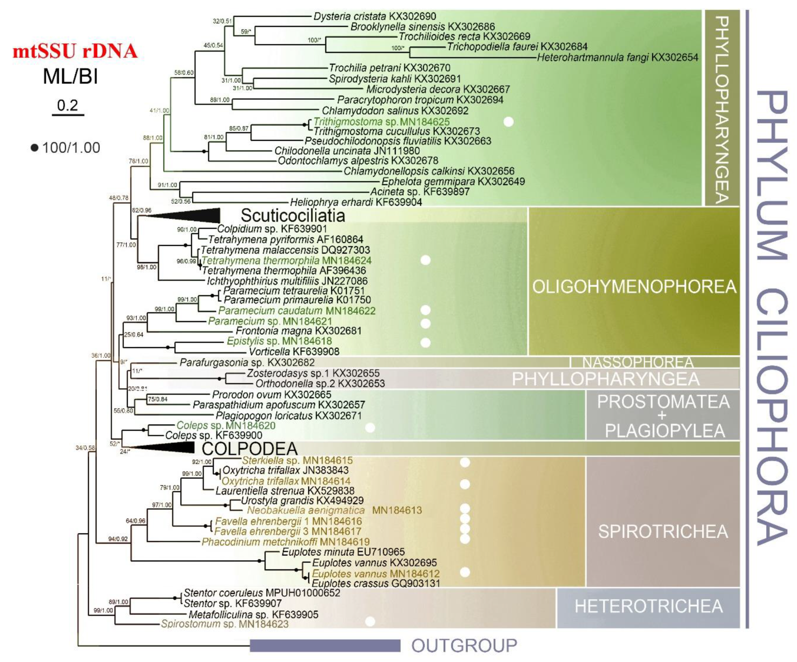 Microorganisms 08 00316 g003