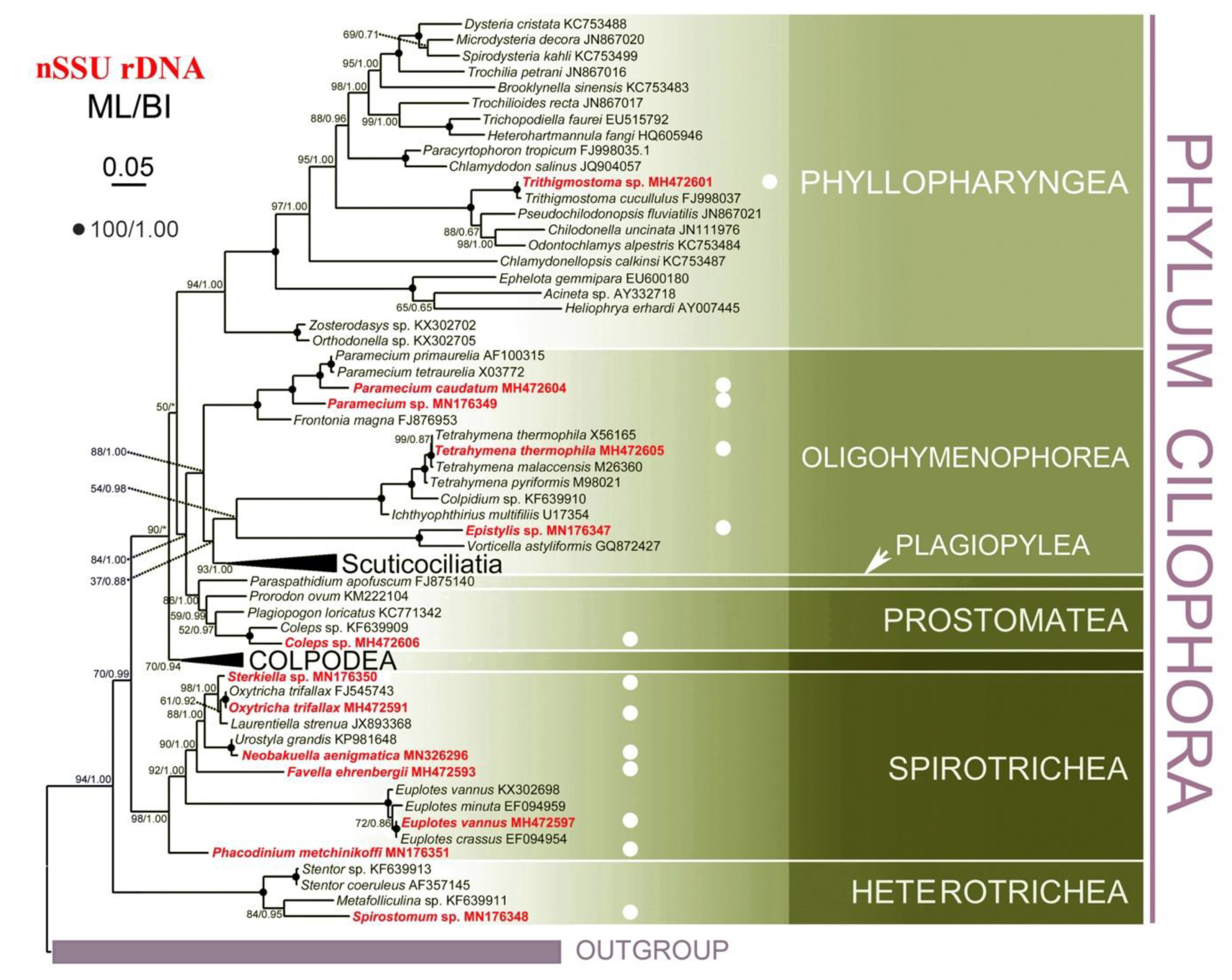 Microorganisms 08 00316 g004