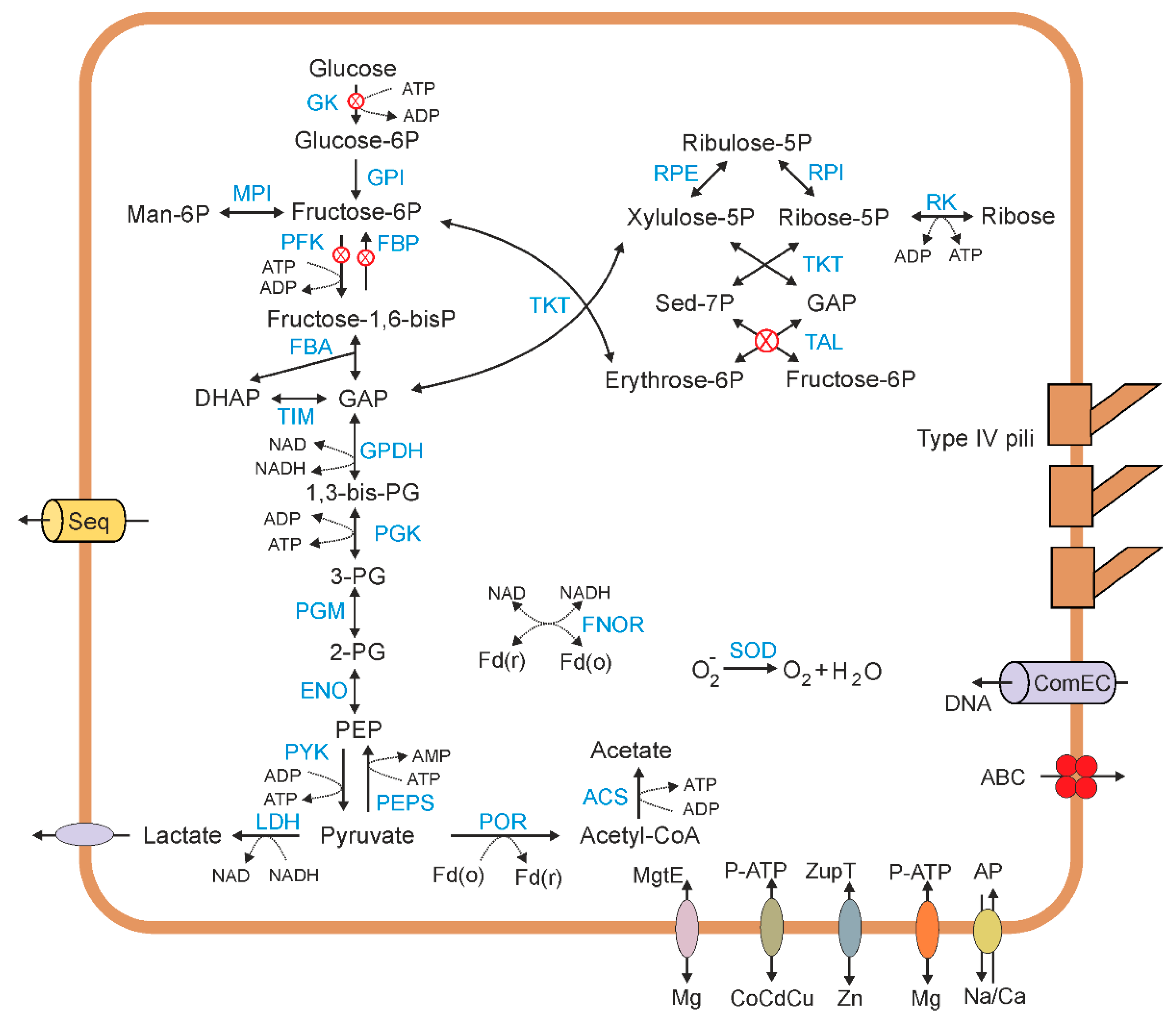 Microorganisms 08 00320 g005