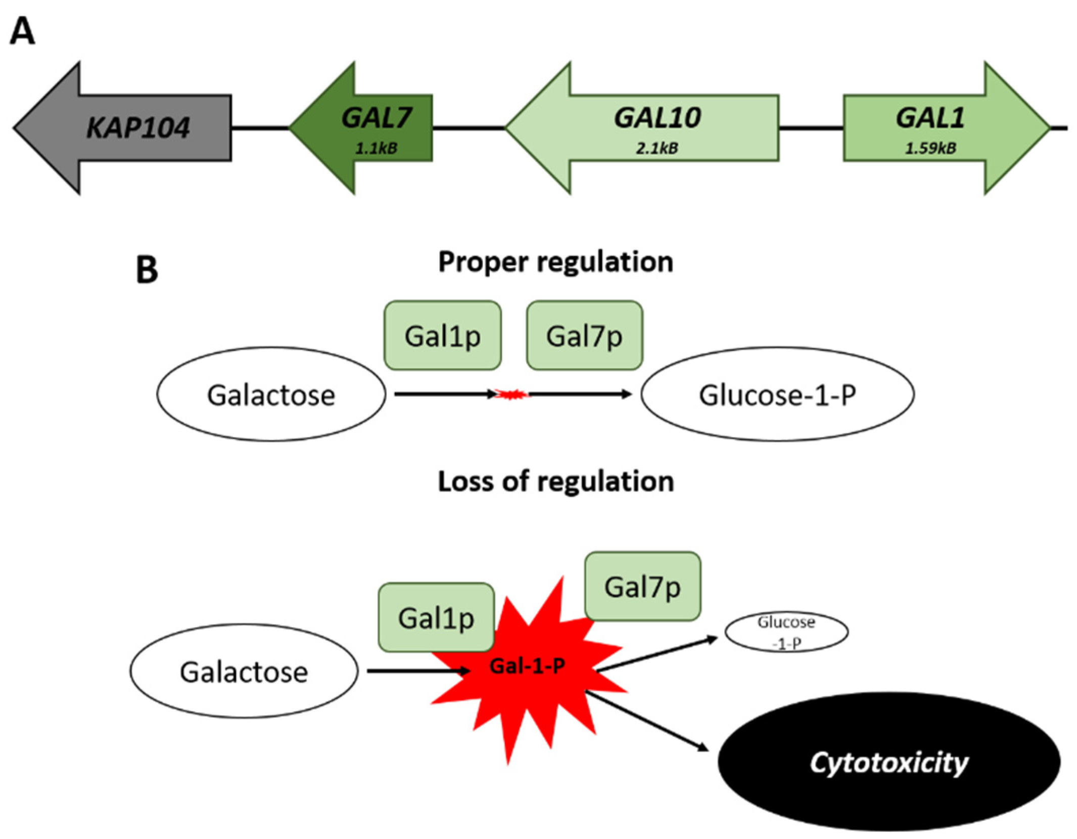 Microorganisms 08 00321 g002