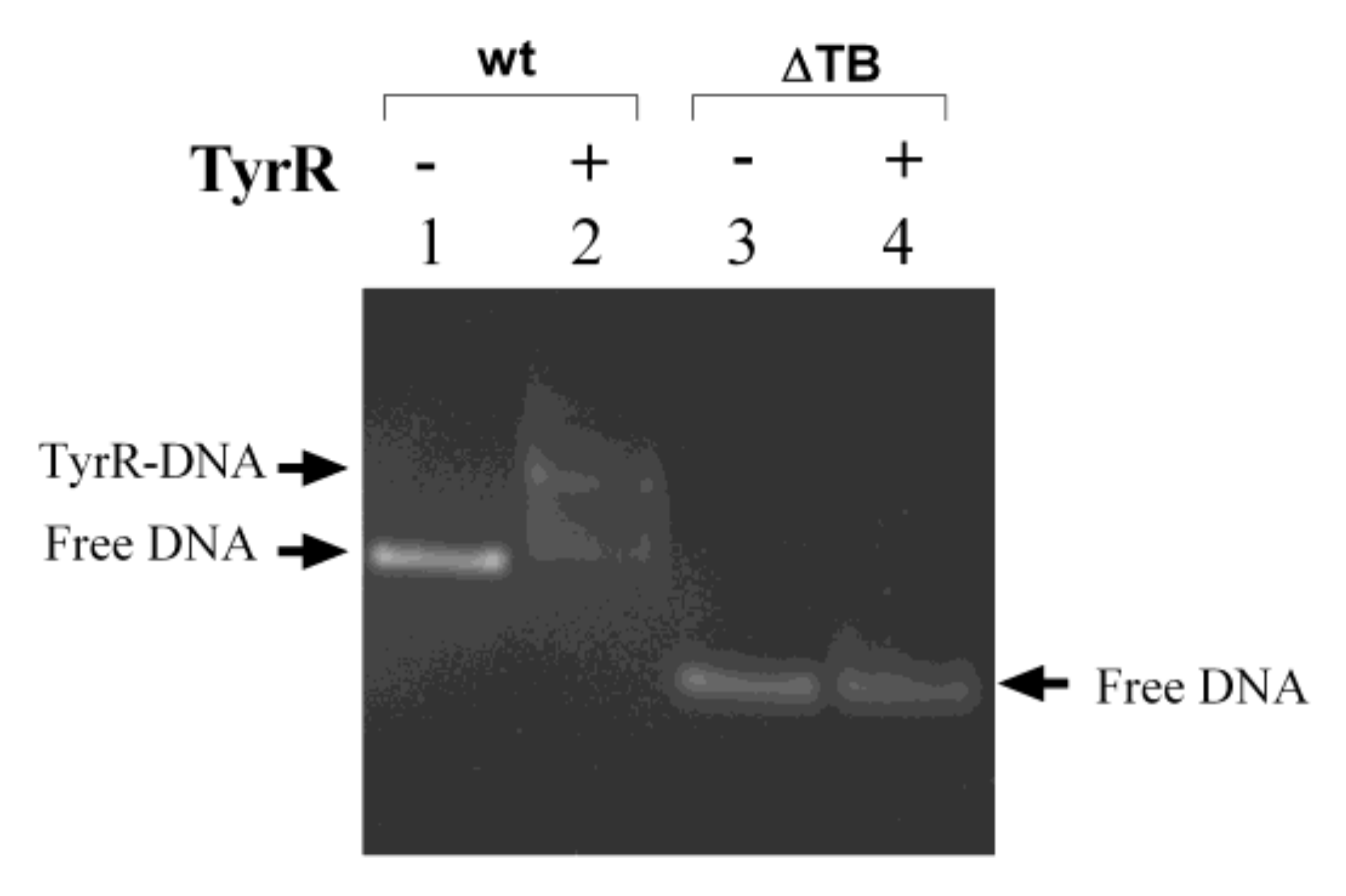 Microorganisms 08 00330 g005