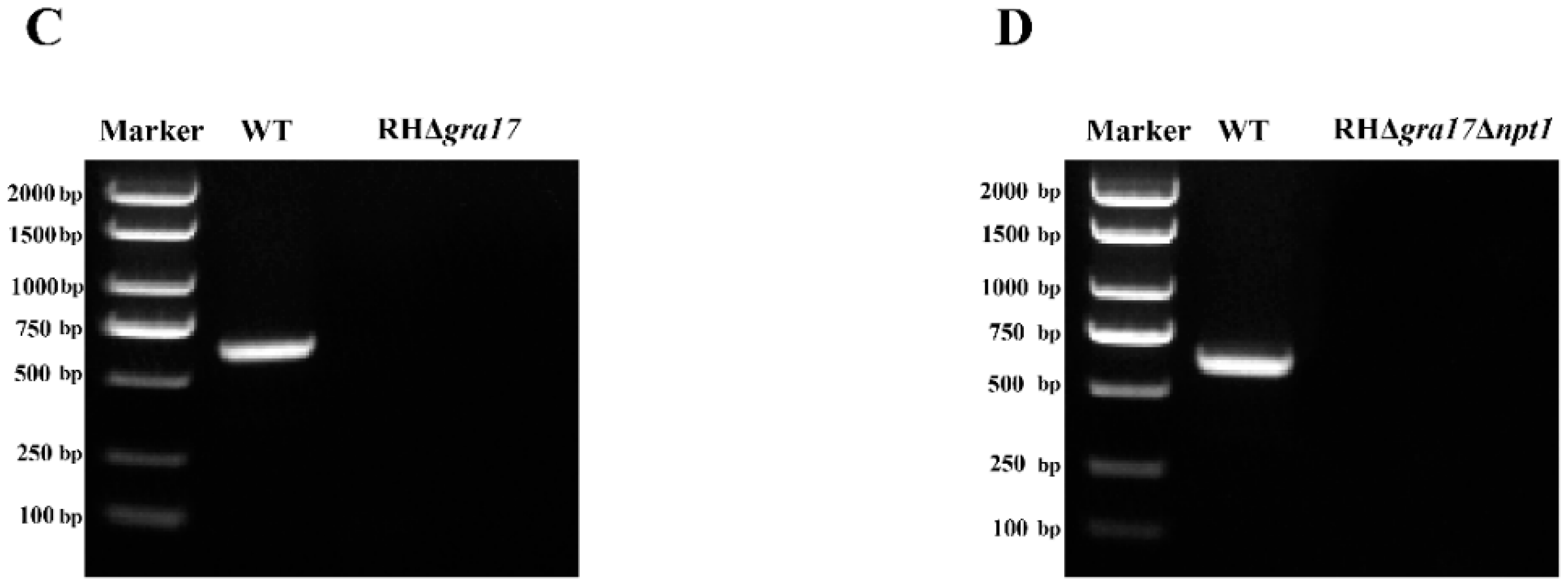 Microorganisms 08 00352 g001b