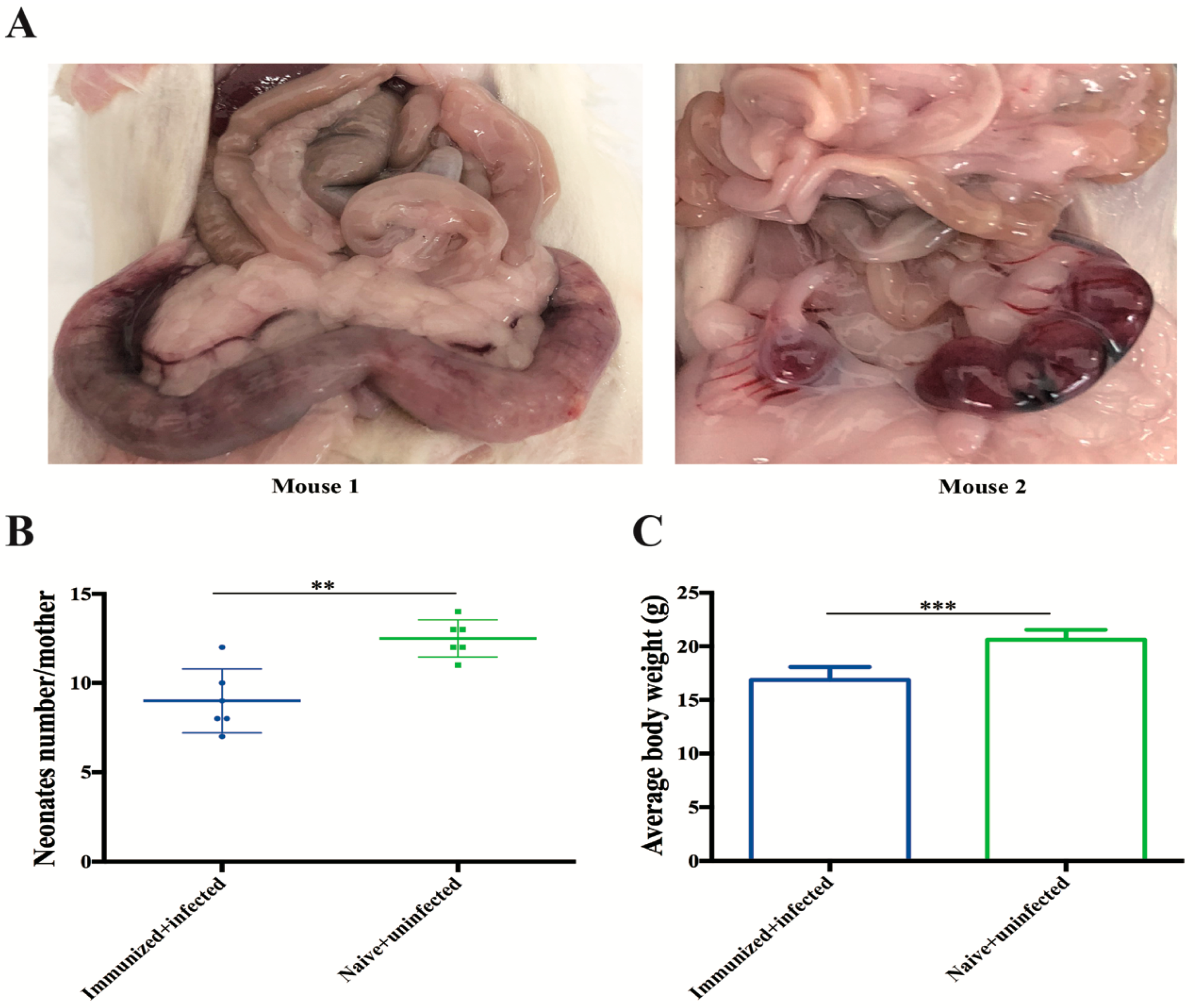 Microorganisms 08 00352 g008