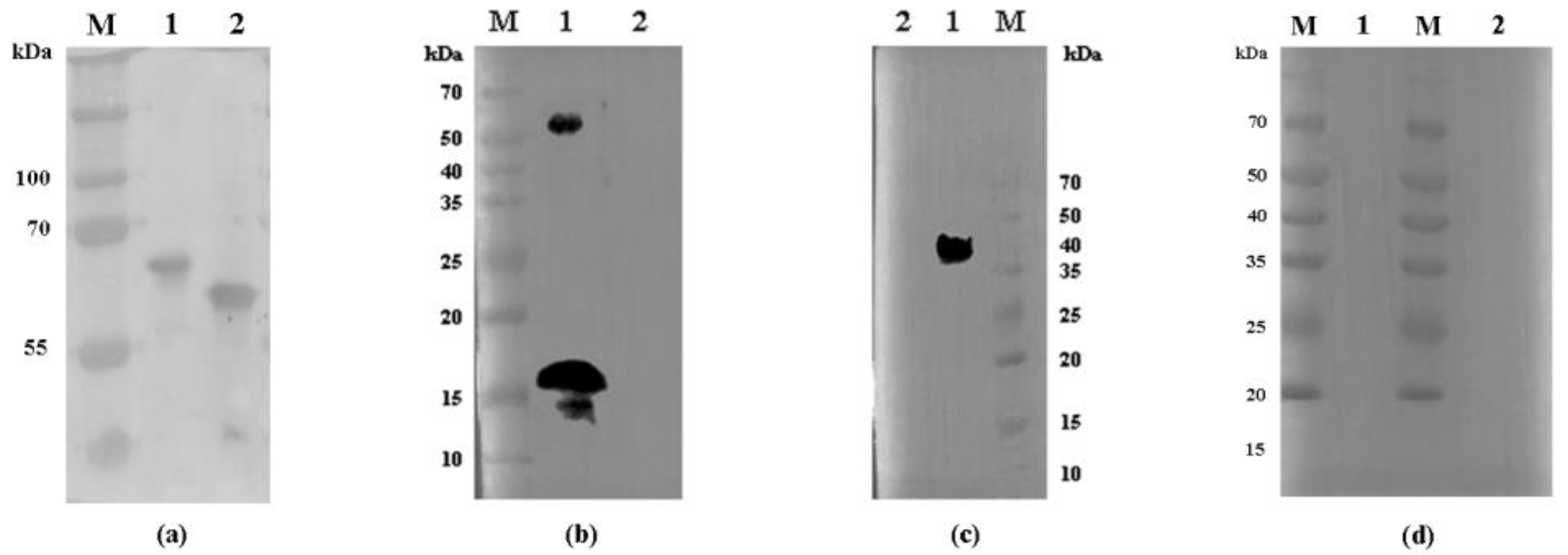 Microorganisms 08 00363 g002