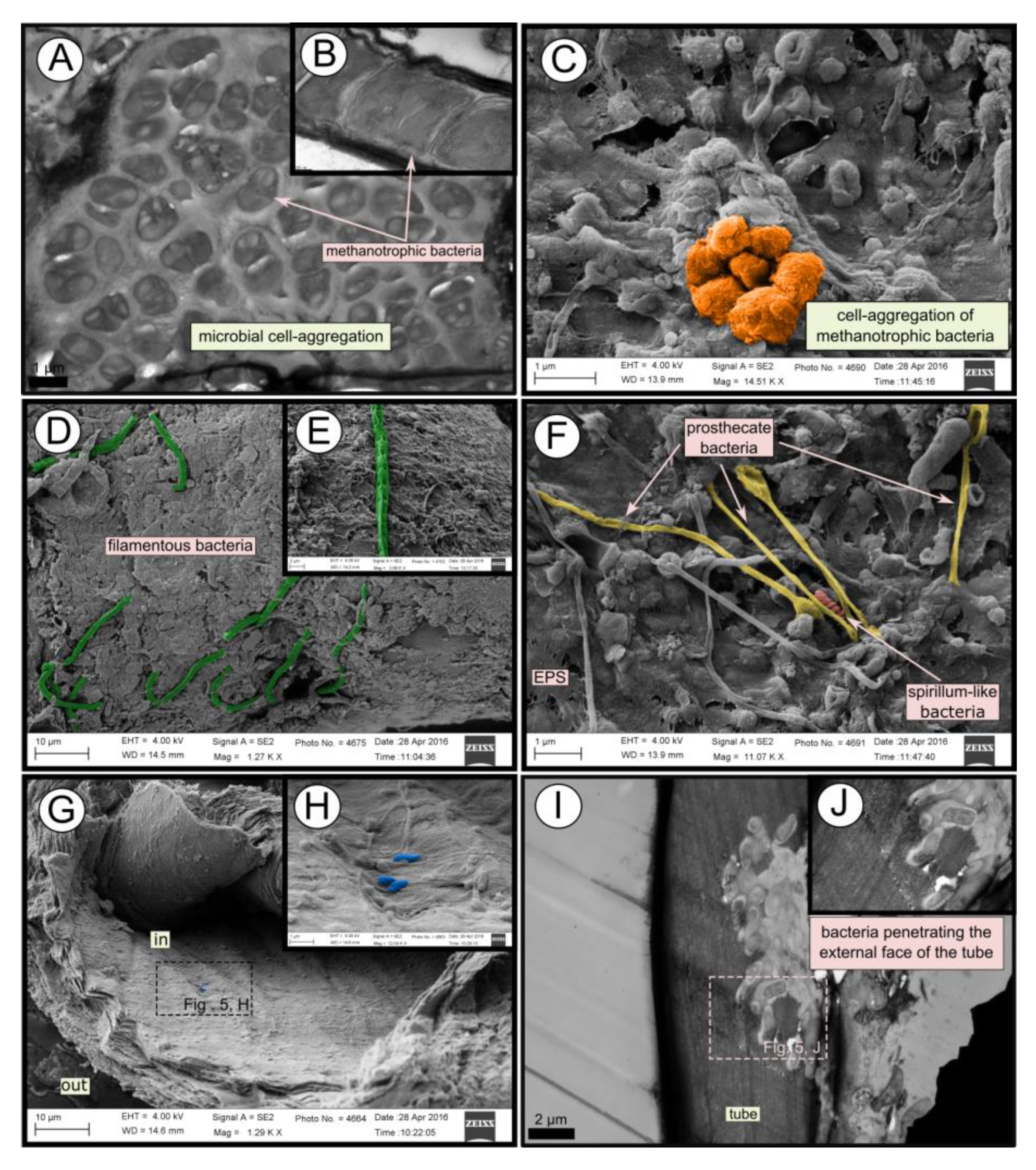 Microorganisms 08 00367 g005