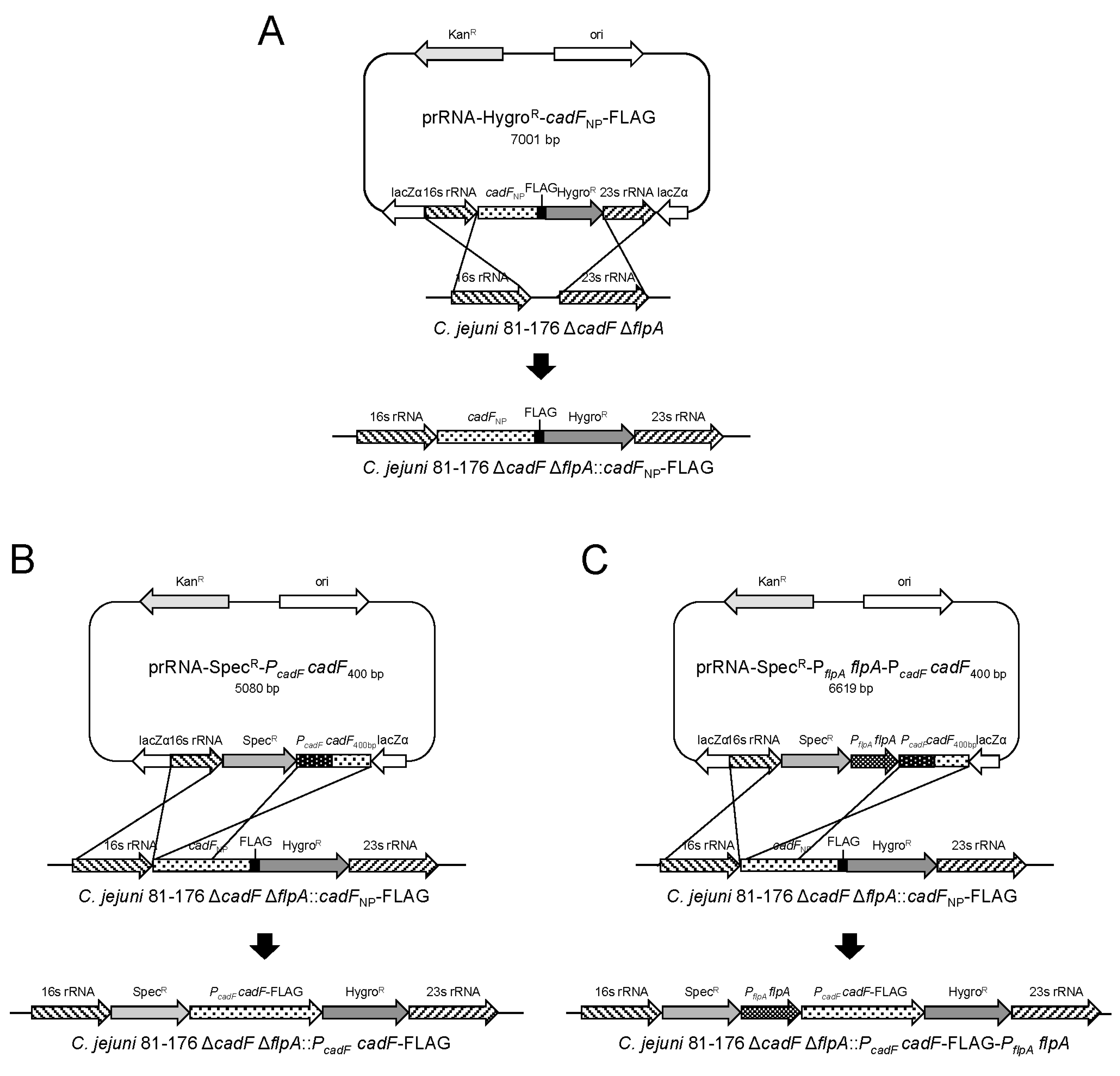 Microorganisms 08 00389 g001