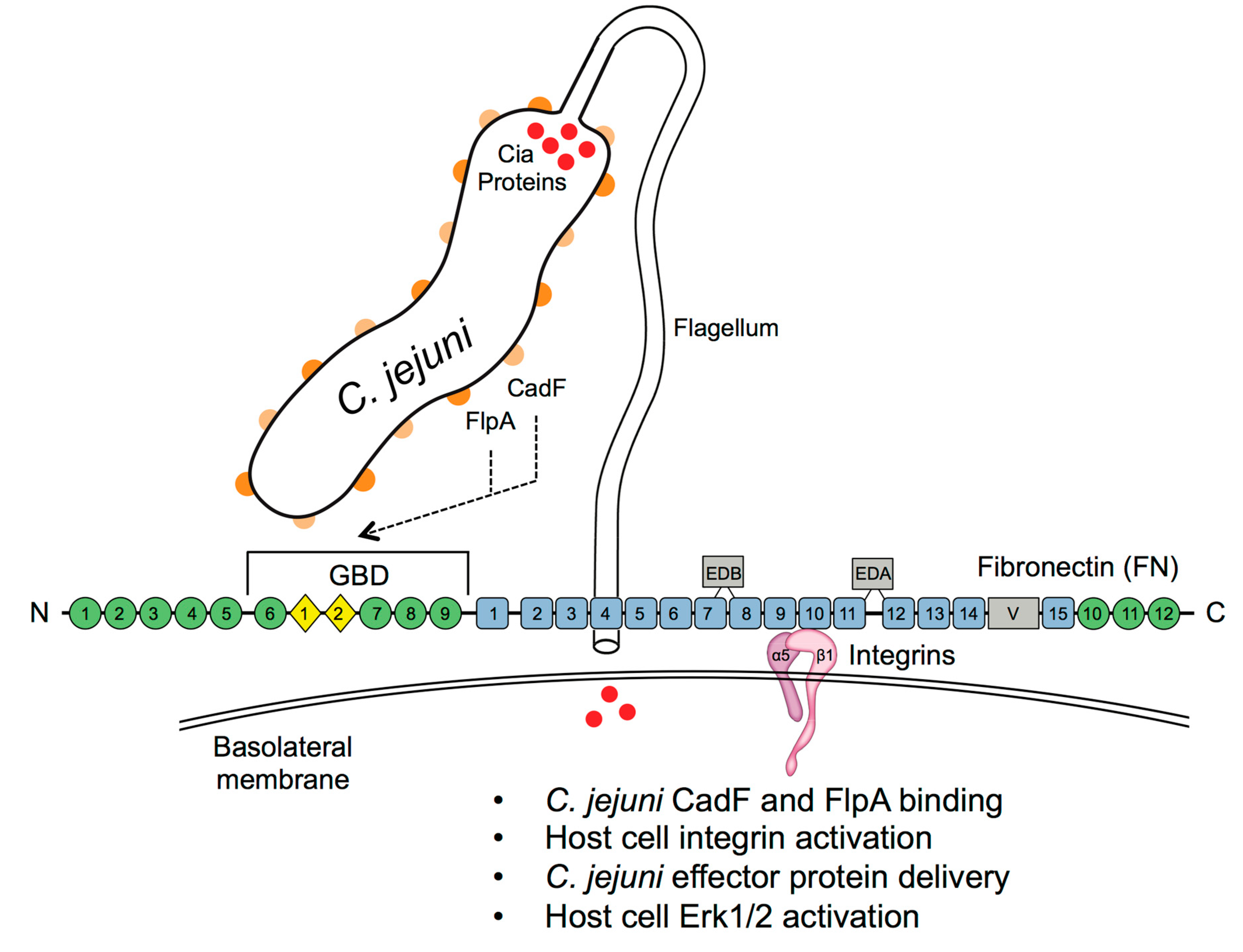 Microorganisms 08 00389 g010
