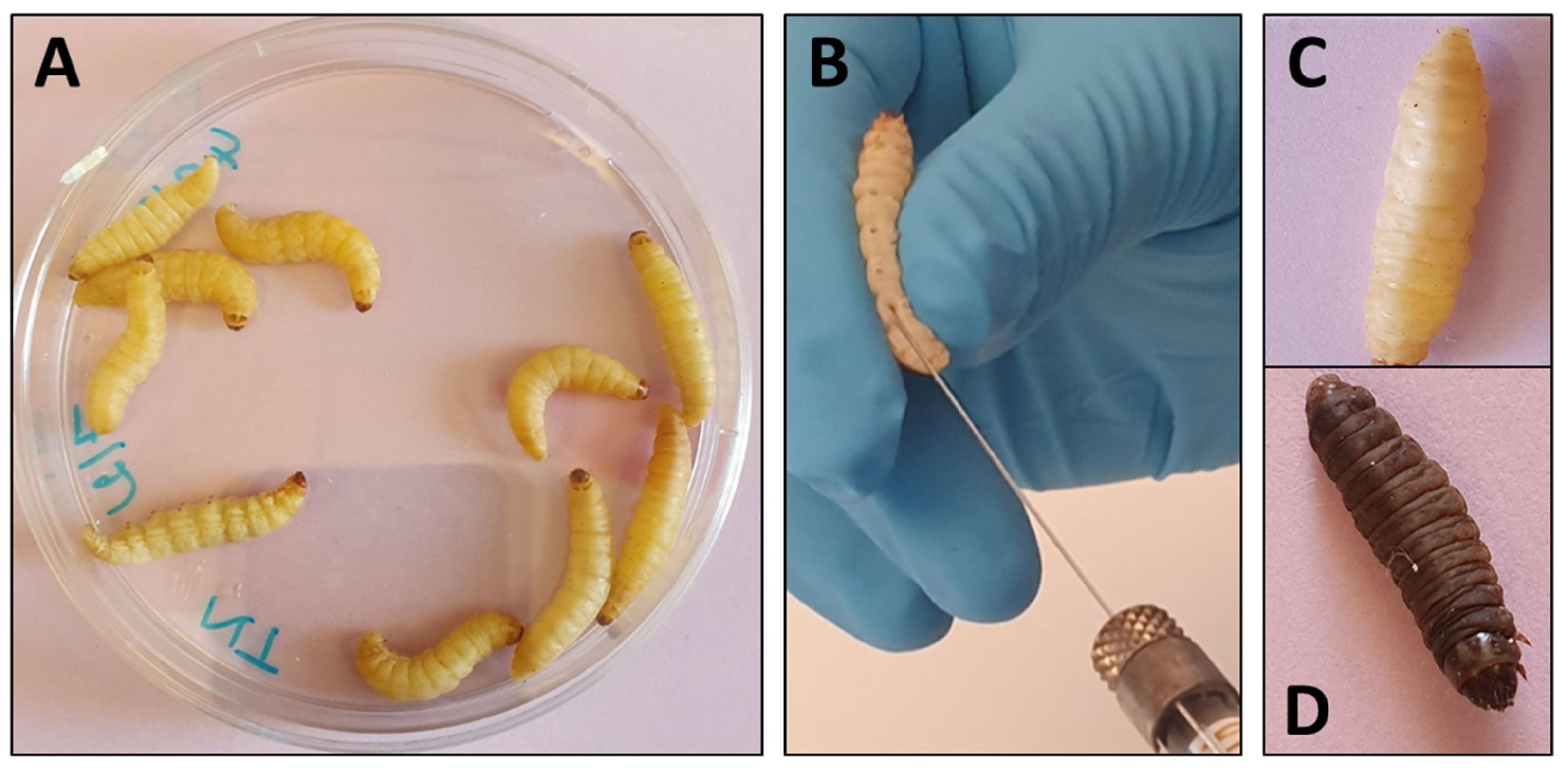 Microorganisms 08 00390 g002 Microorganisms 08 00390 g002