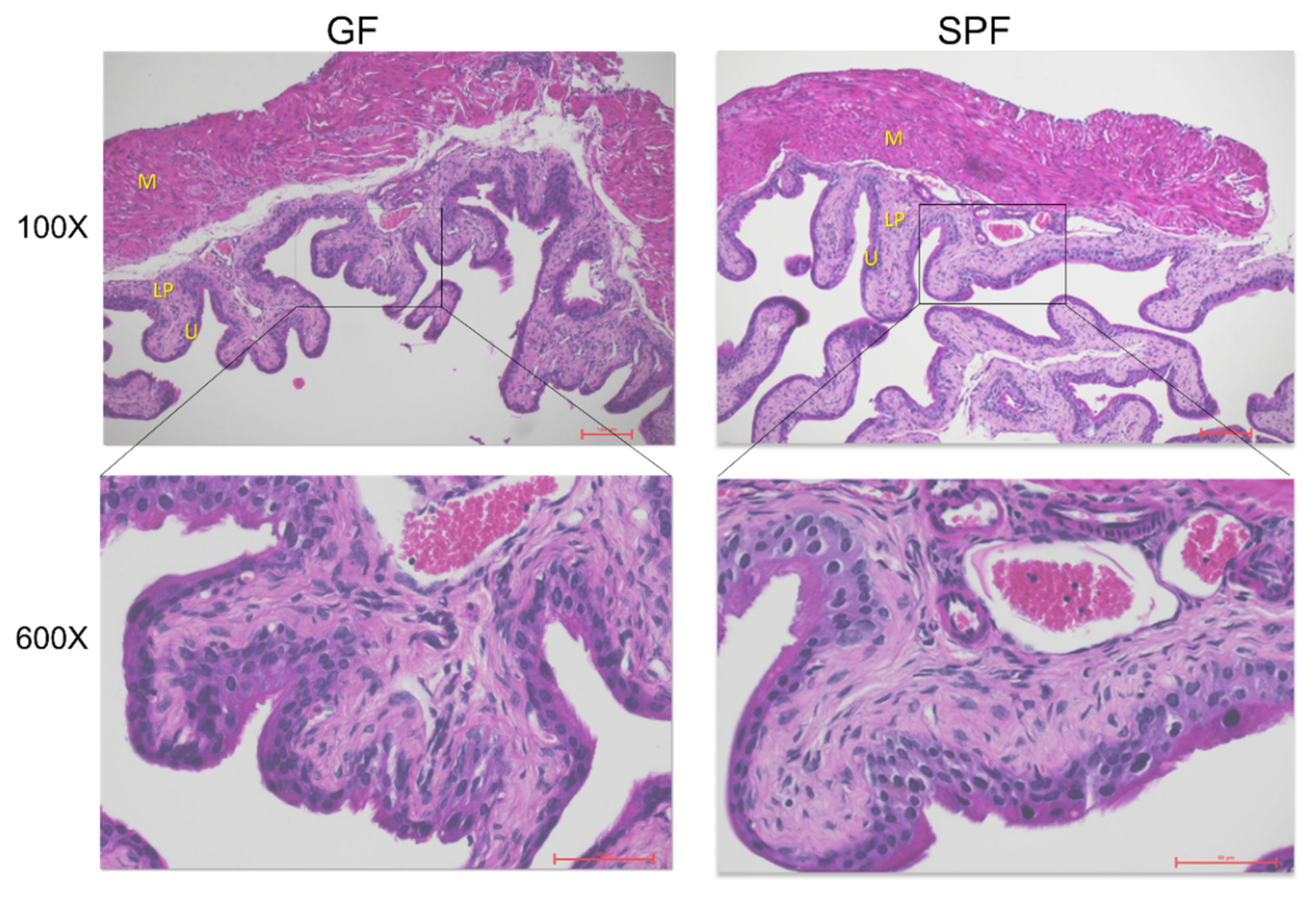 Microorganisms 08 00421 g002