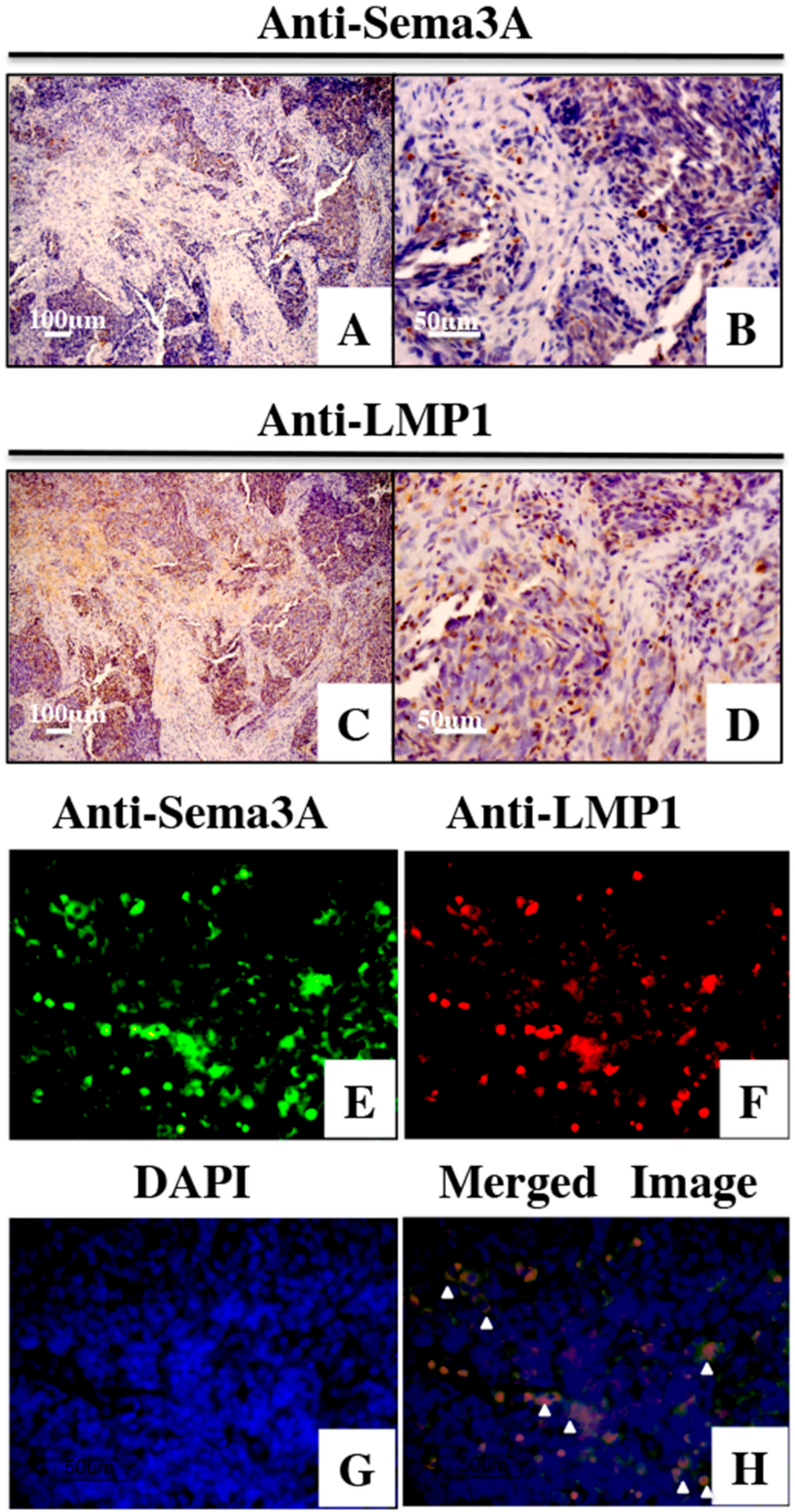 Microorganisms 08 00423 g002