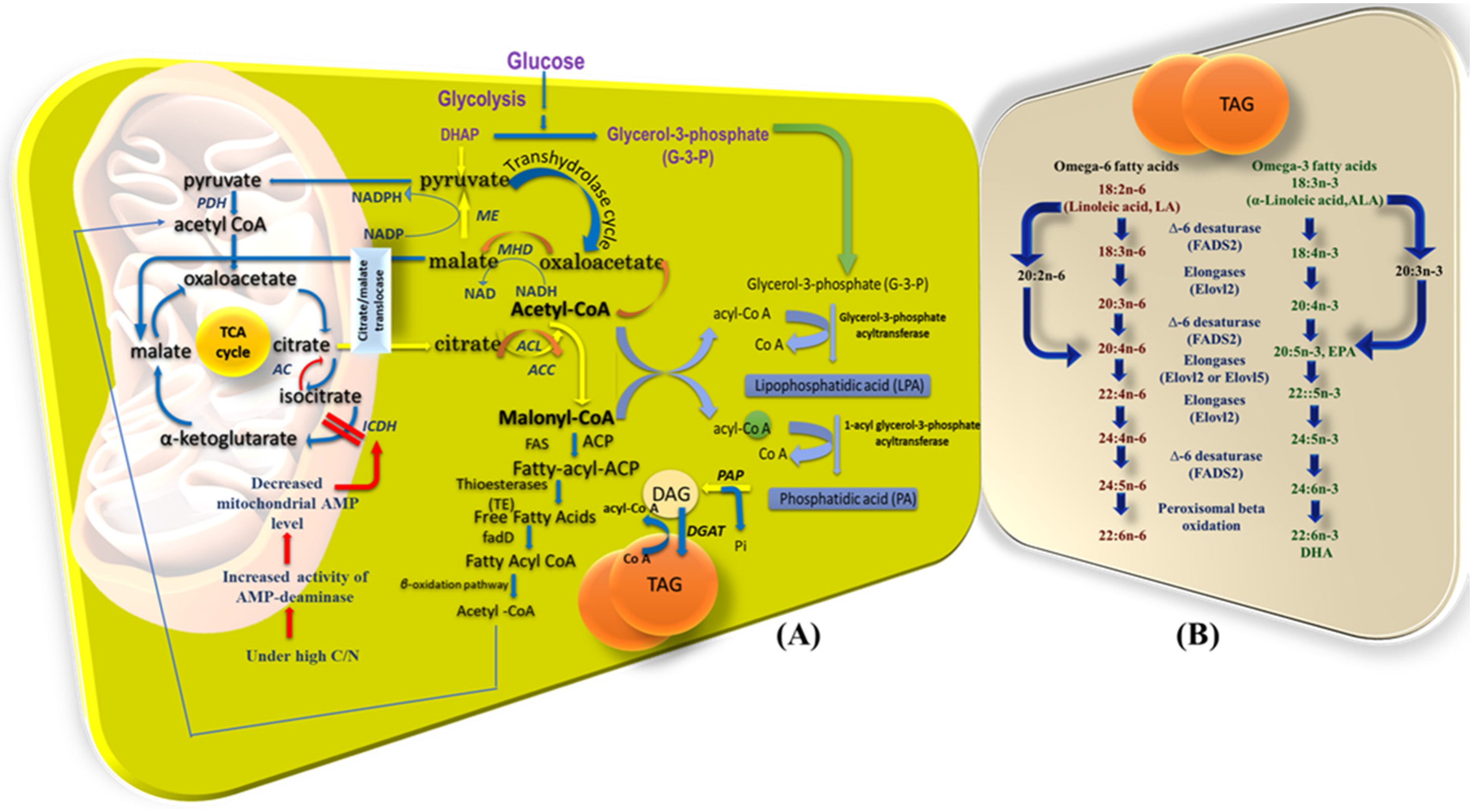 Microorganisms 08 00434 g003