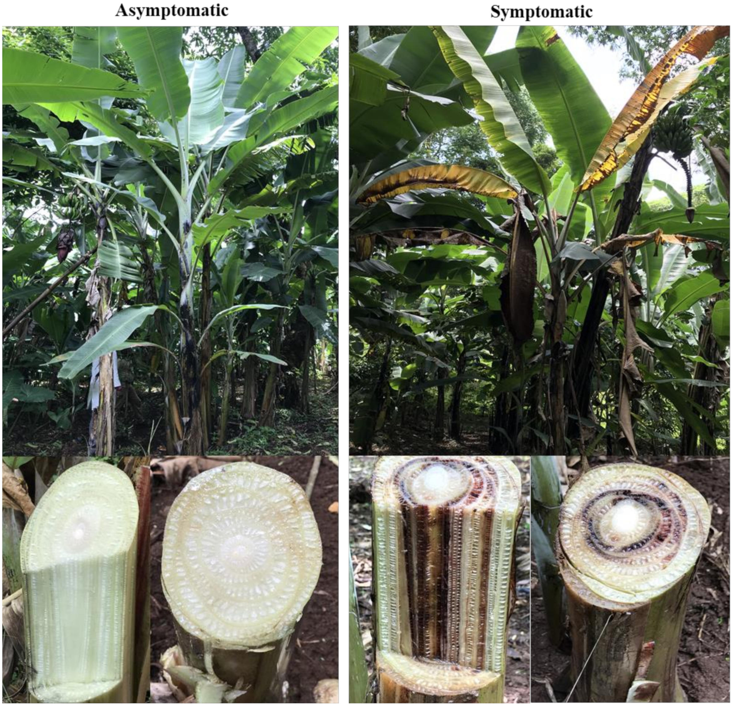 Microorganisms 08 00443 g001