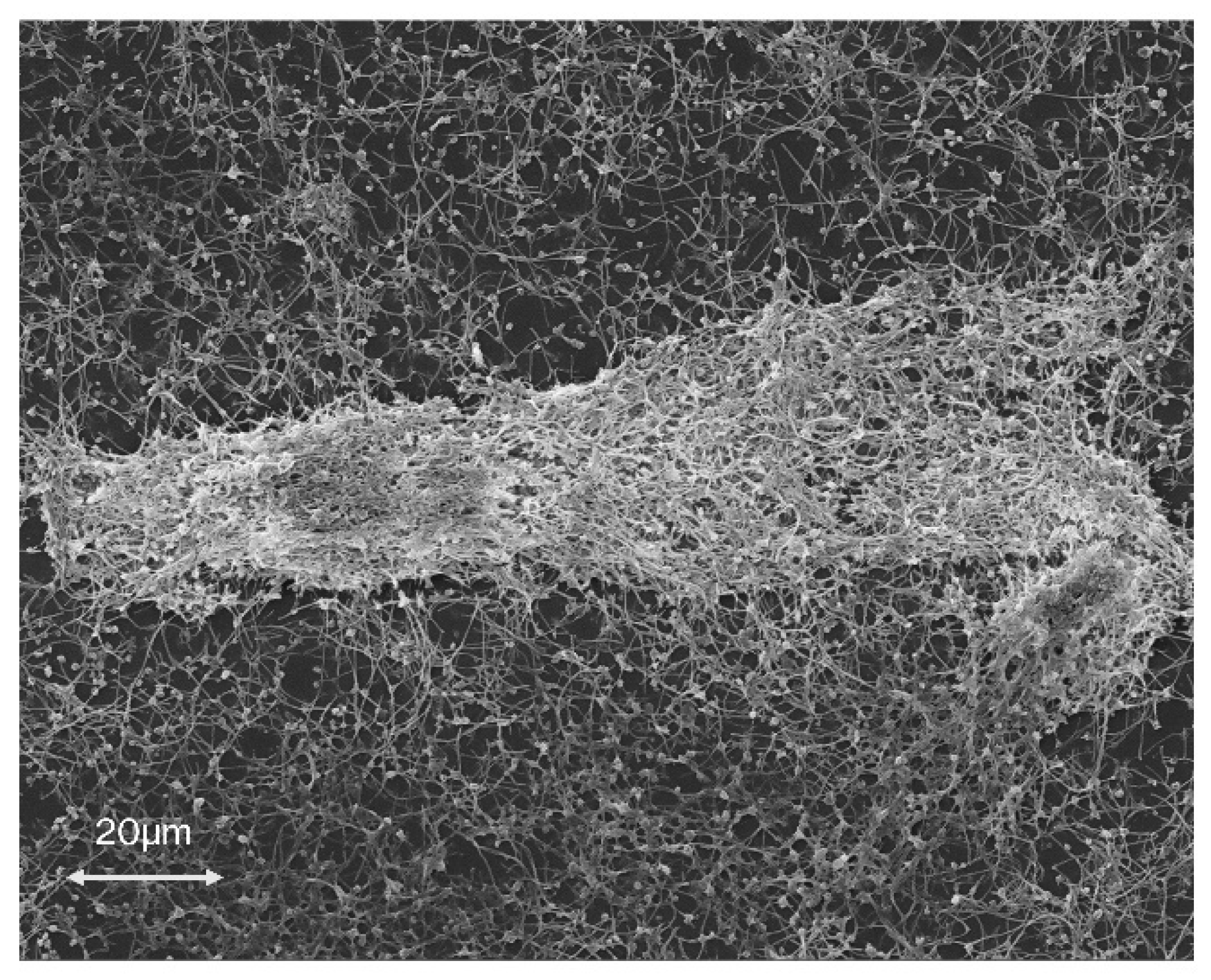 Microorganisms 08 00452 g001 Microorganisms 08 00452 g001