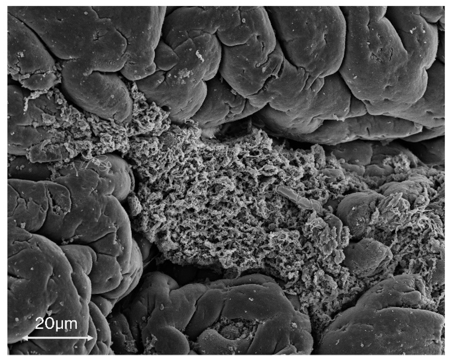 Microorganisms 08 00452 g003 Microorganisms 08 00452 g003
