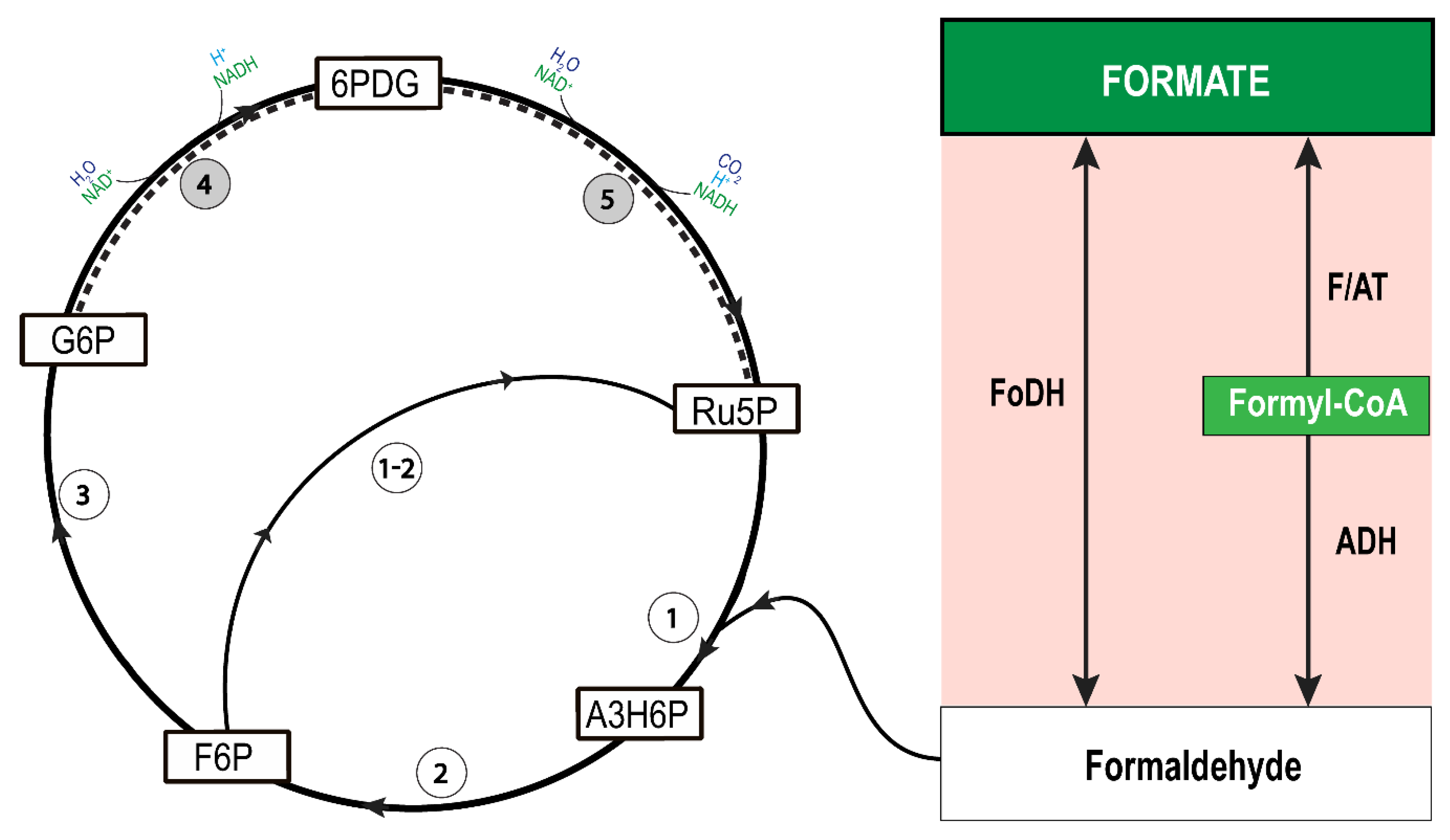 Microorganisms 08 00454 g006